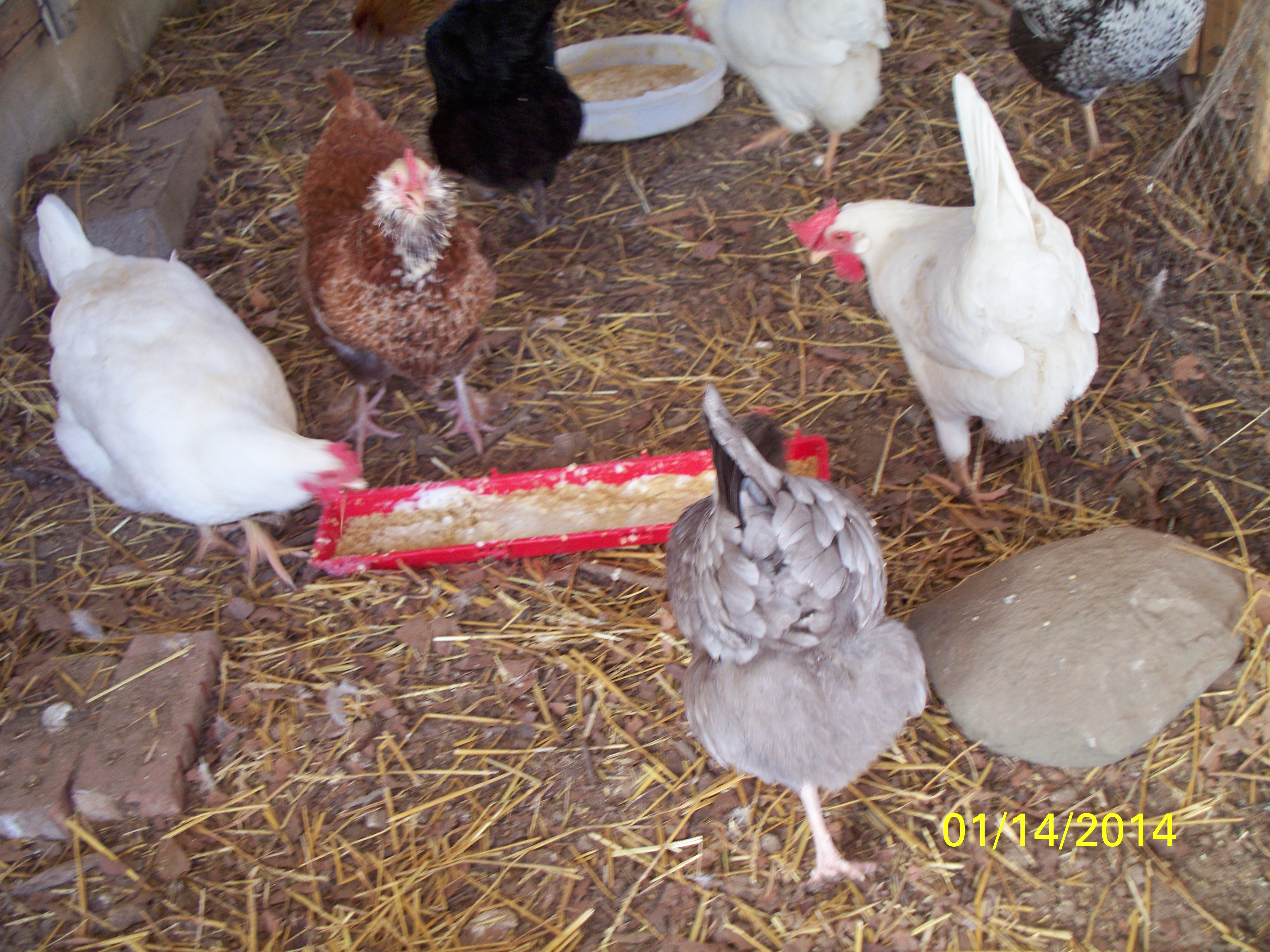 Some of the girls enjoying some mash, yogurt and scrambled eggs.