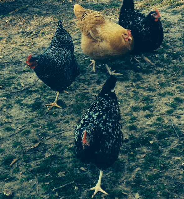 Some of the girls in the yard