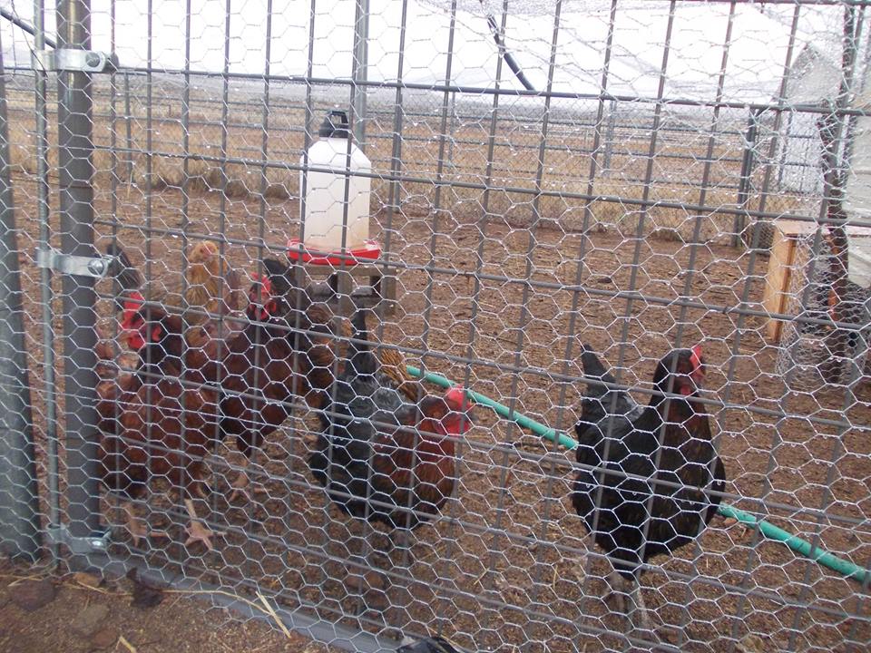 Some of the girls in their new run