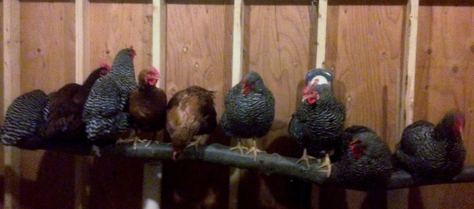 Some of the girls roosting for the night.  I finally figured out this would help save cleanup in the AM.  Instead of sleeping on top of the nest boxes, they sleep on the roost pole and poop into the pine shavings below.  We love the DLM :)