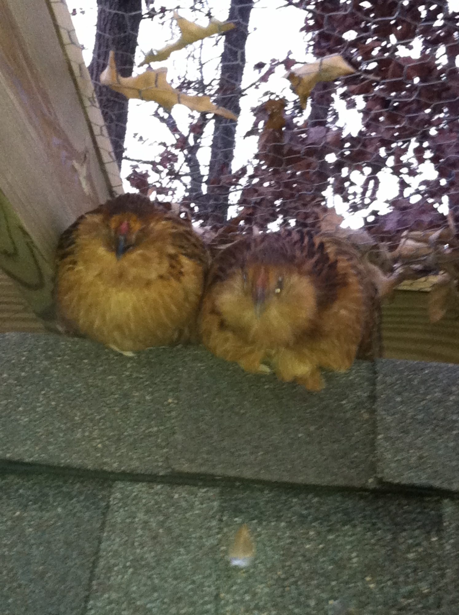 some of the girls roosting!