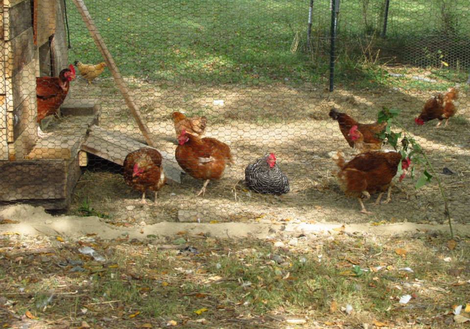 *
some of the girls