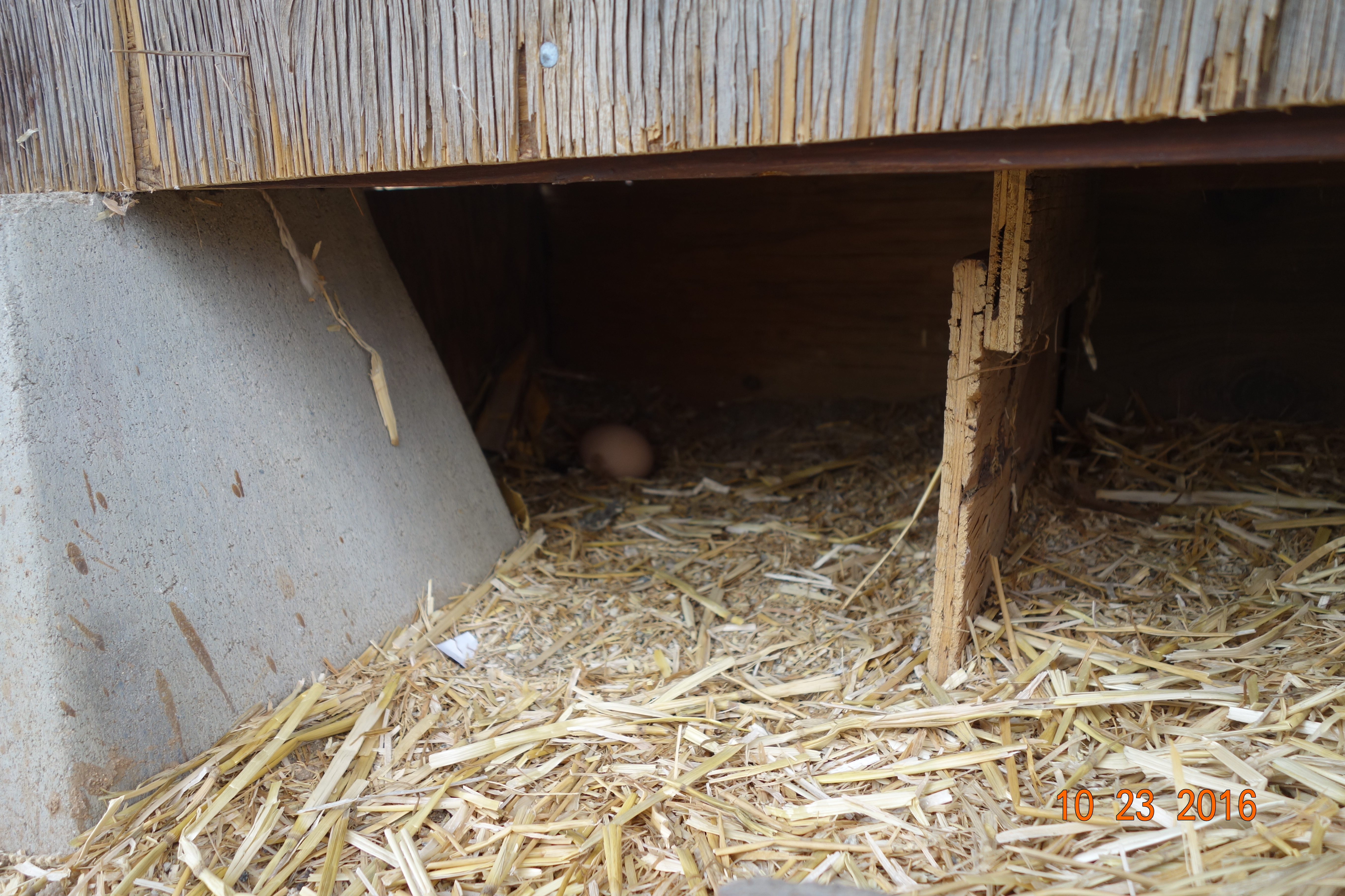 Some of the hens prefer laying their eggs under the coop than the nest boxes built around the sides of the coop.