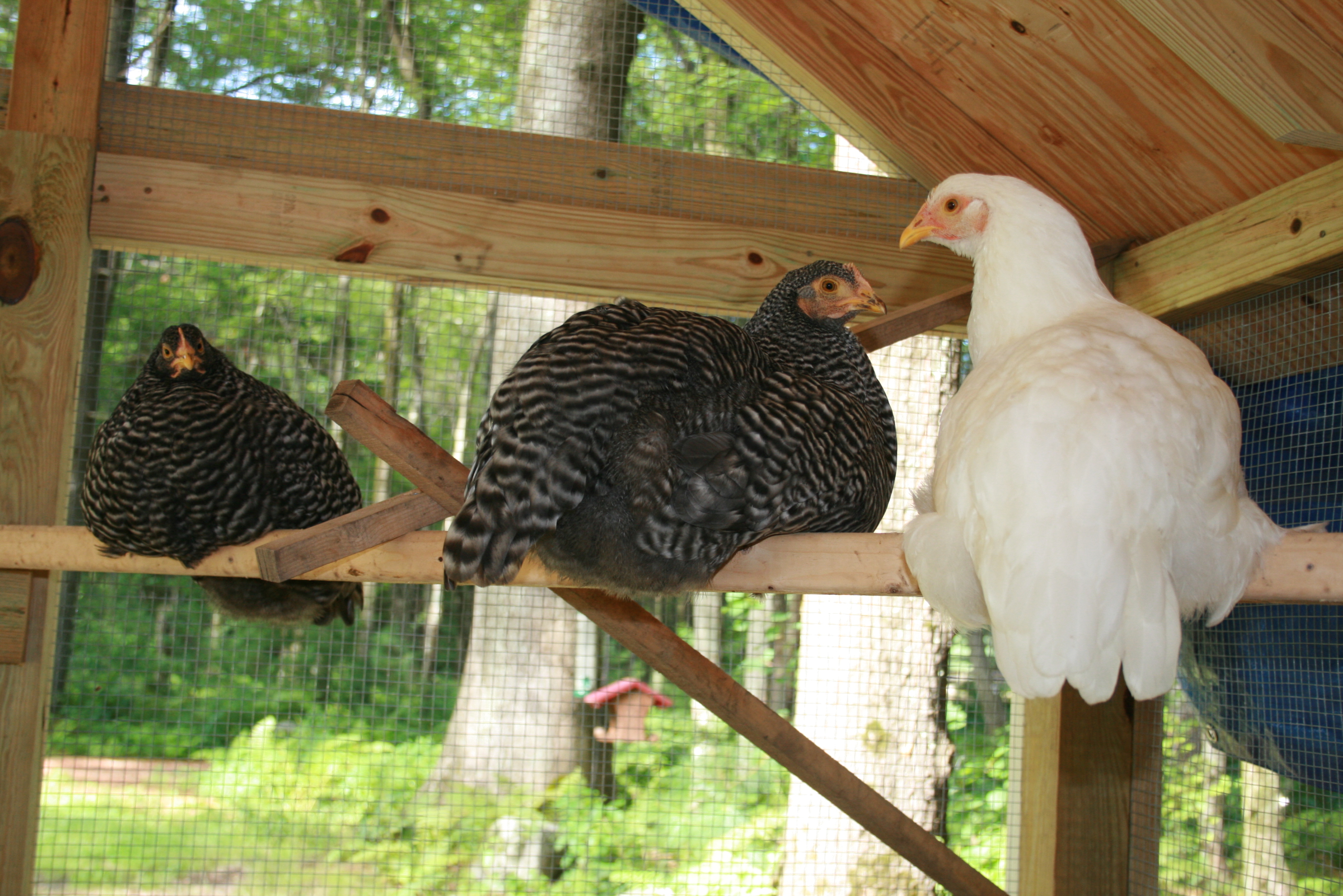 some of the ladies perching in the run before it was finished (that's a blue tarp still over the roof in the background.  :)