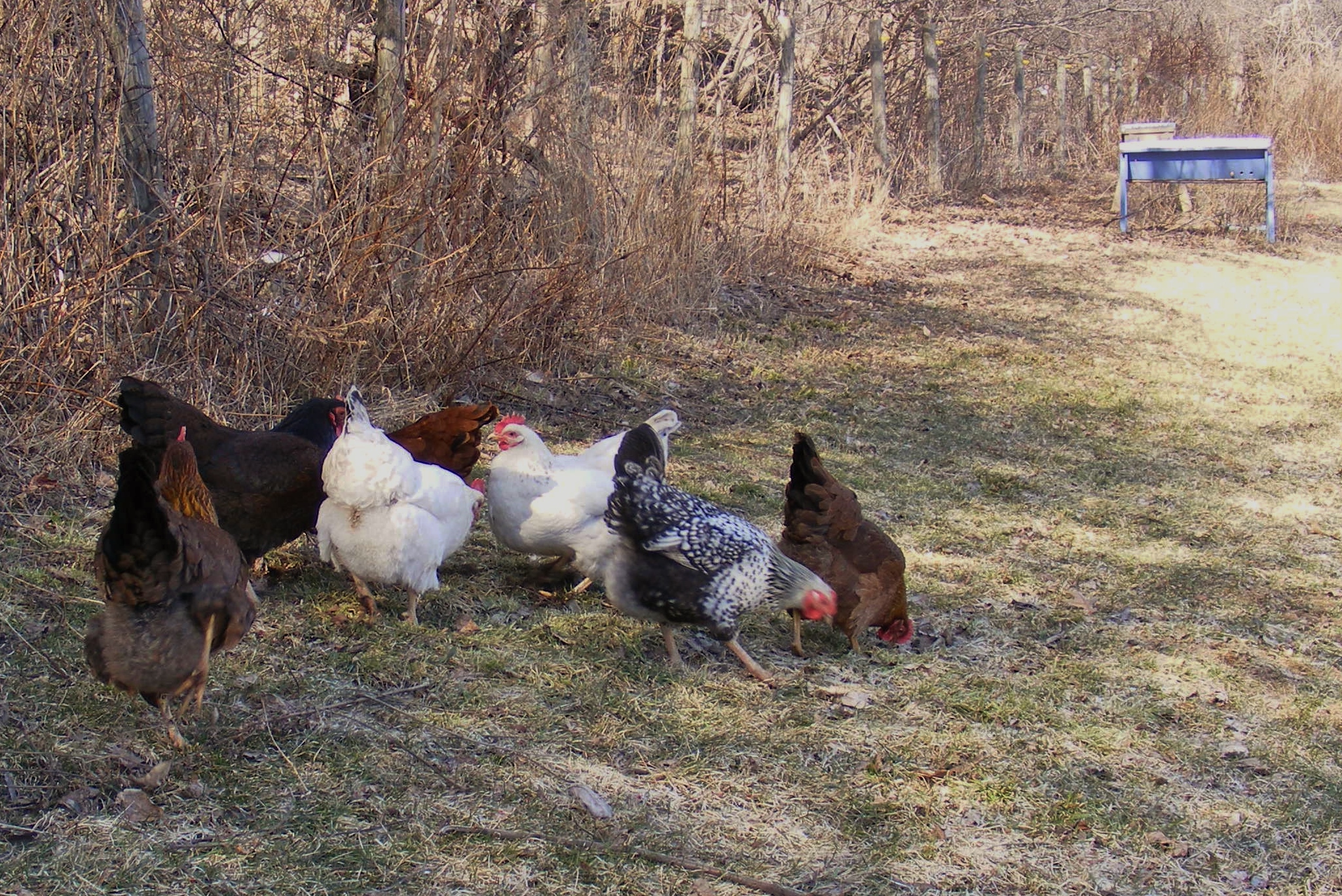 some of the ladies. Spring 2015