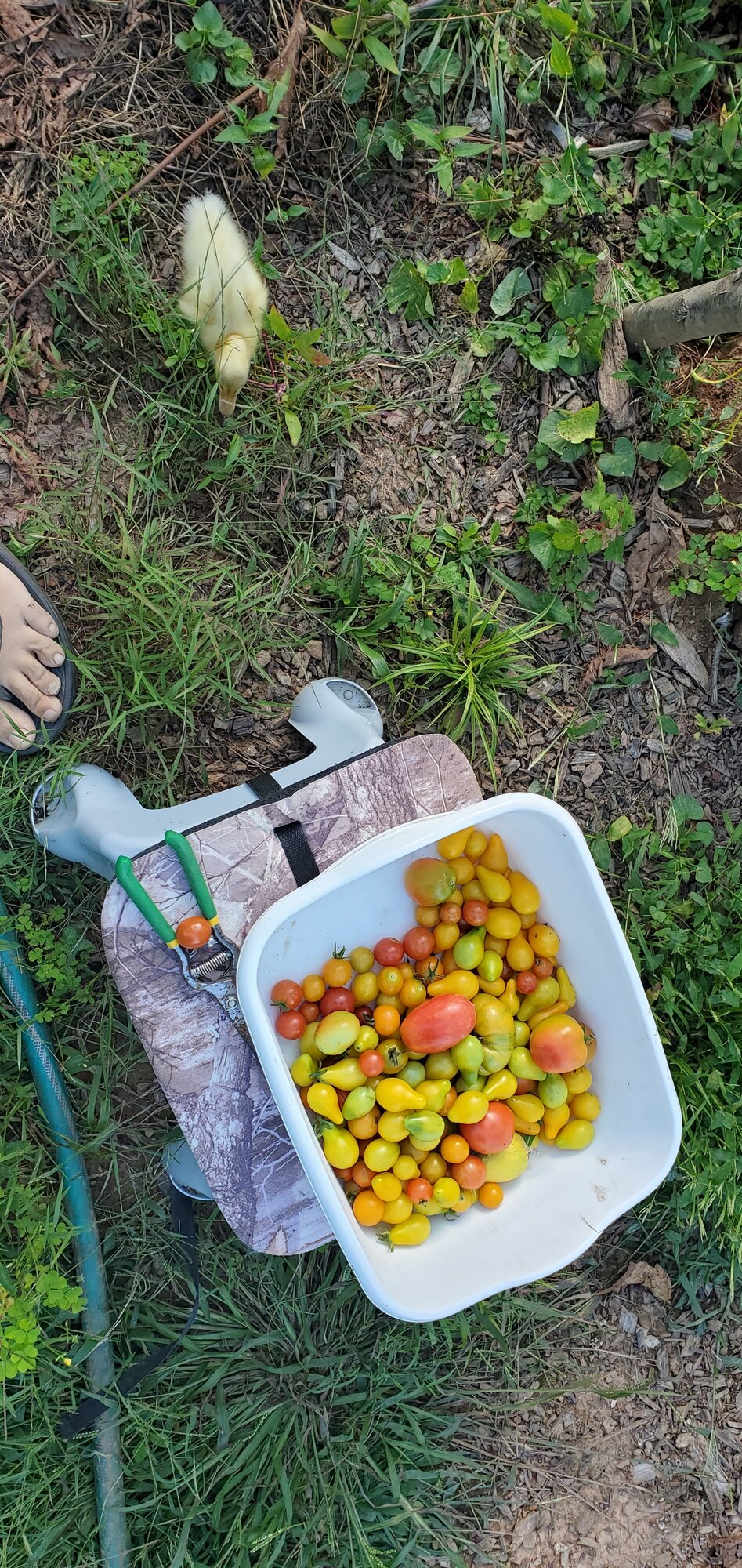 Some of the last tomatoes and a lintball with legs