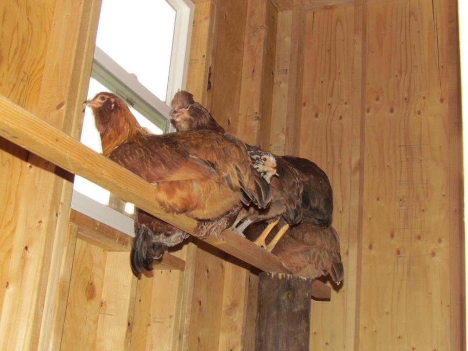 Some of the pullets hanging out
