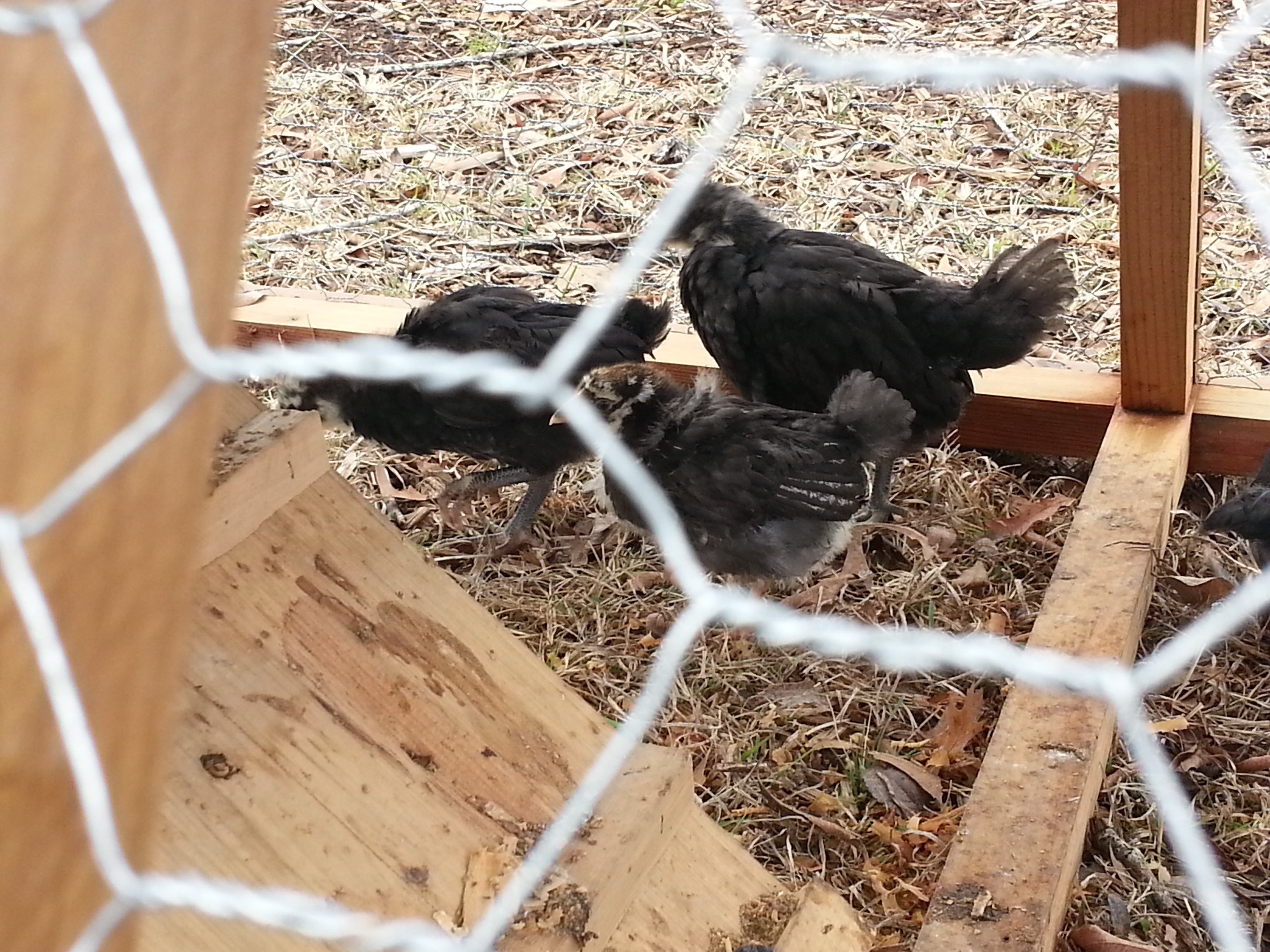 Some of "the Rascals" - two of my Australorps and a SLW