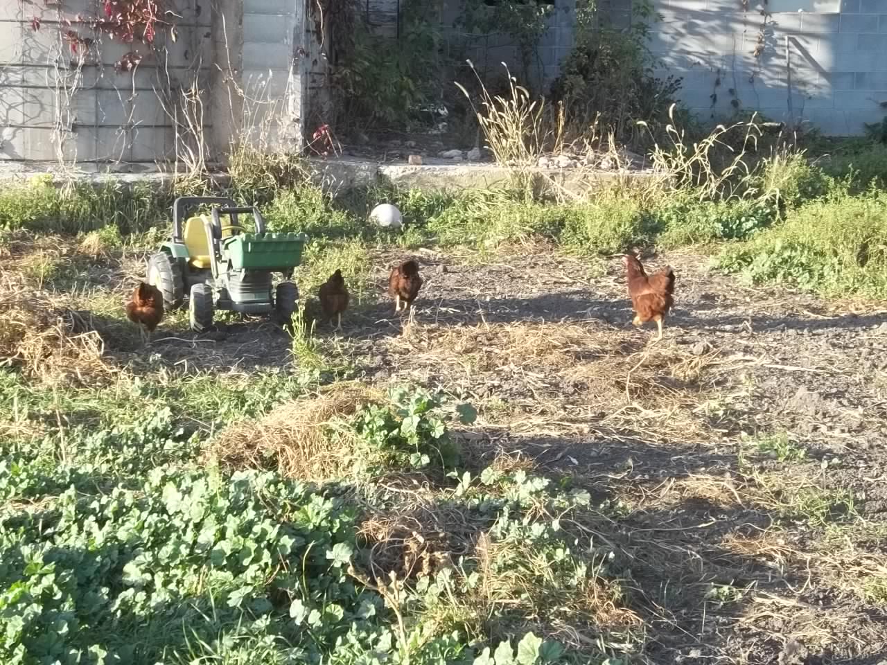 Some of the Rhode Islands Reds