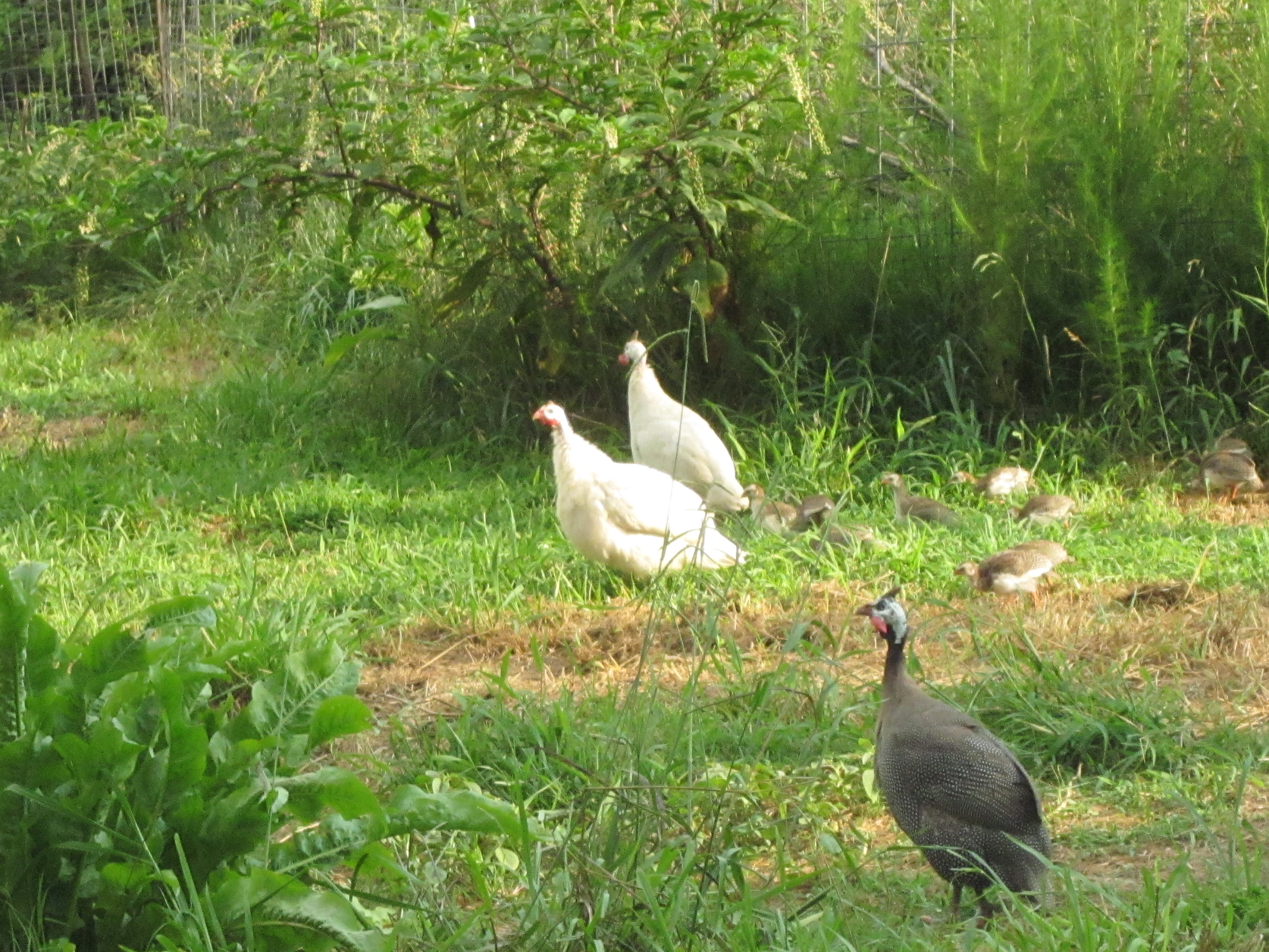 Some of the various colors of guineas running together on the Garry Farm .....Be sure to click to see the babies.