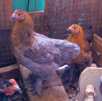 Some Poultry Are Red 1.png