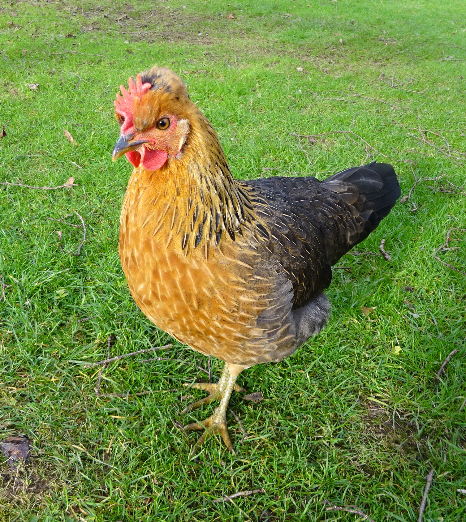 Some Poultry Are Red 10.jpg