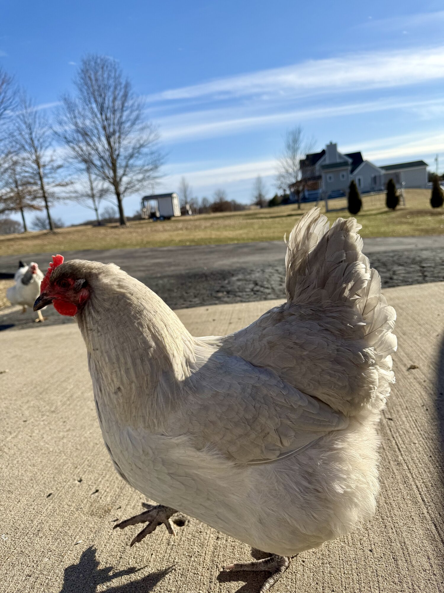 Some Poultry Are Red 100.jpg