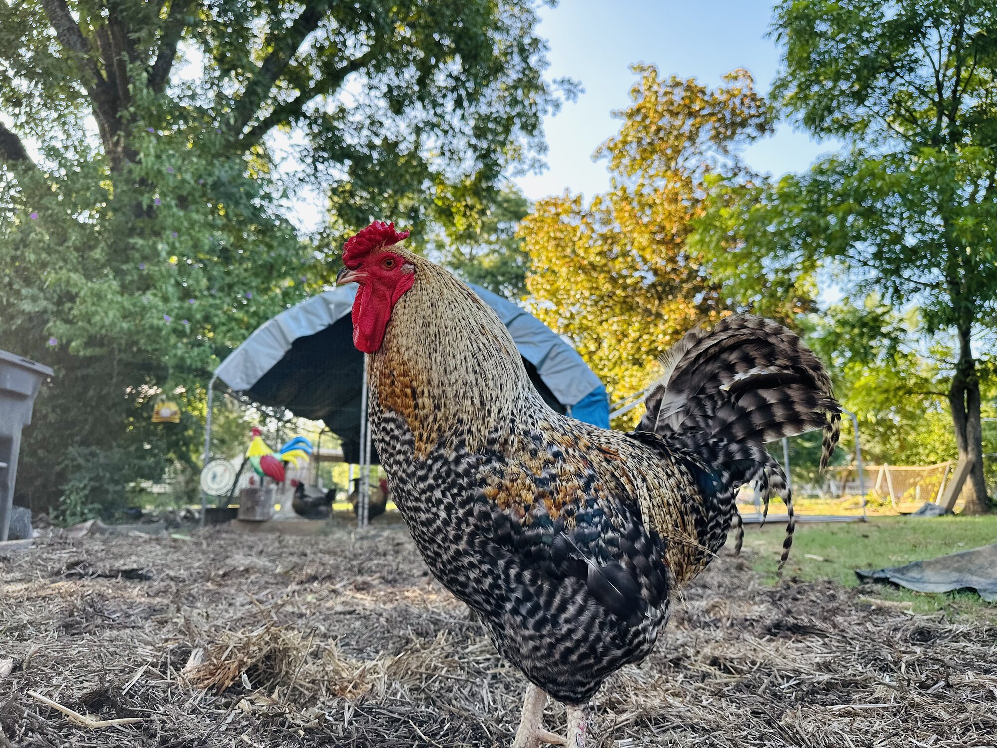 Some Poultry Are Red 101.jpg