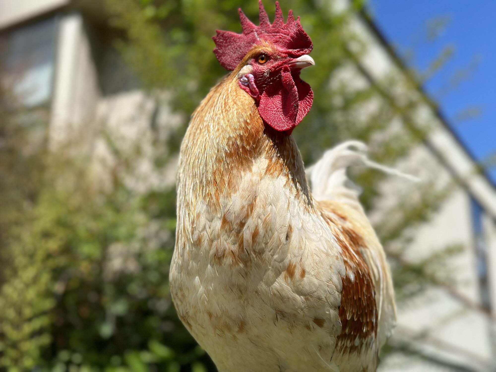 Some Poultry Are Red 102.jpg