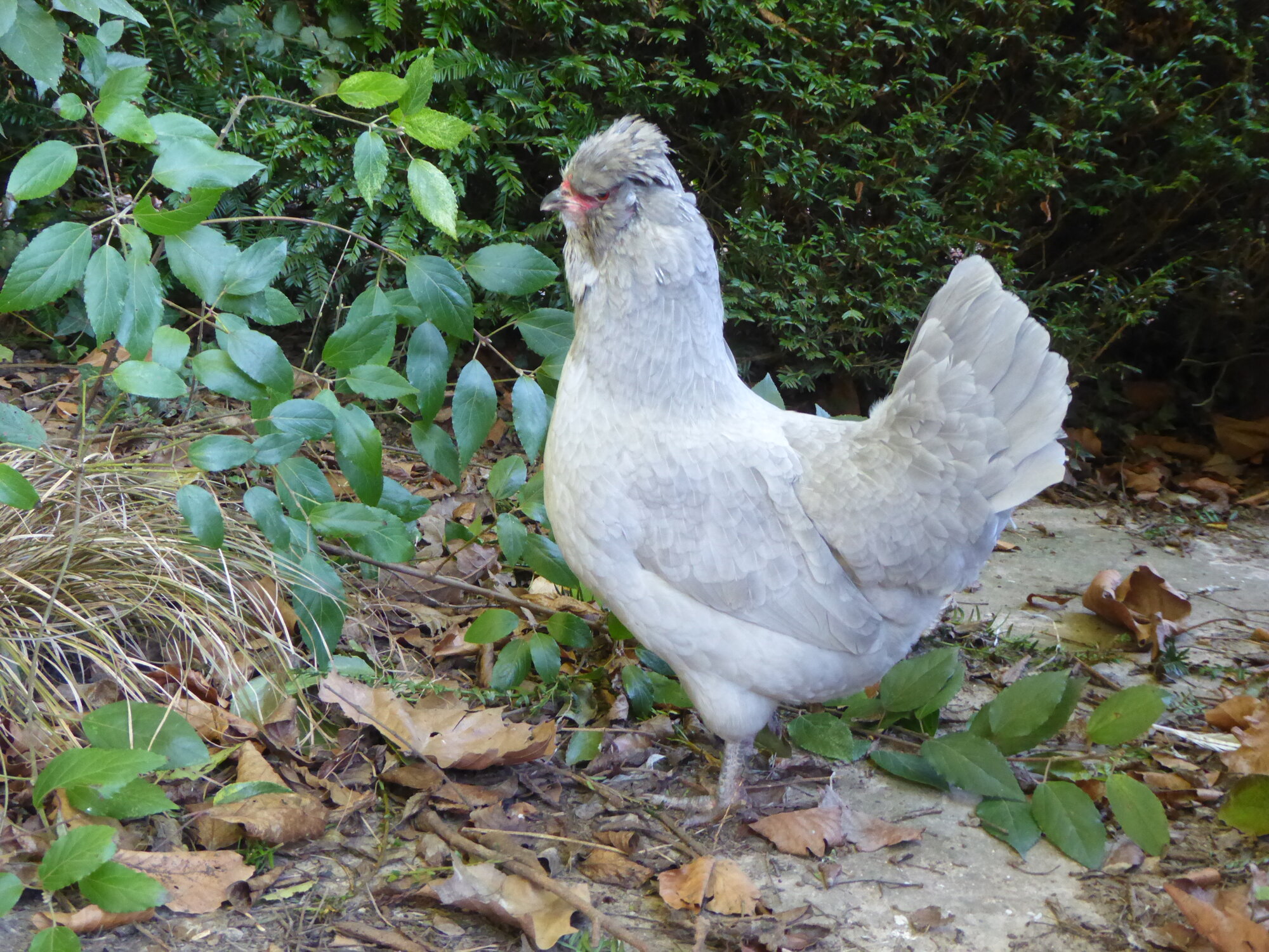 Some Poultry Are Red 11.jpg