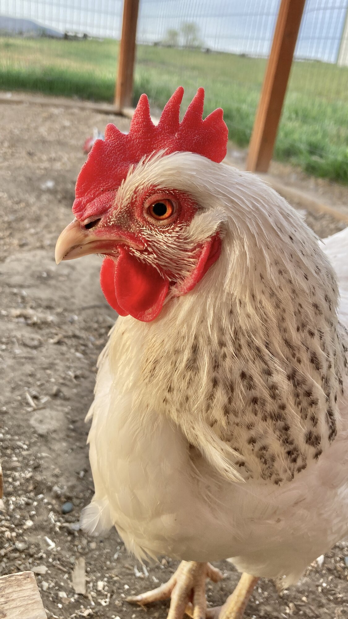 Some Poultry Are Red 113.jpg