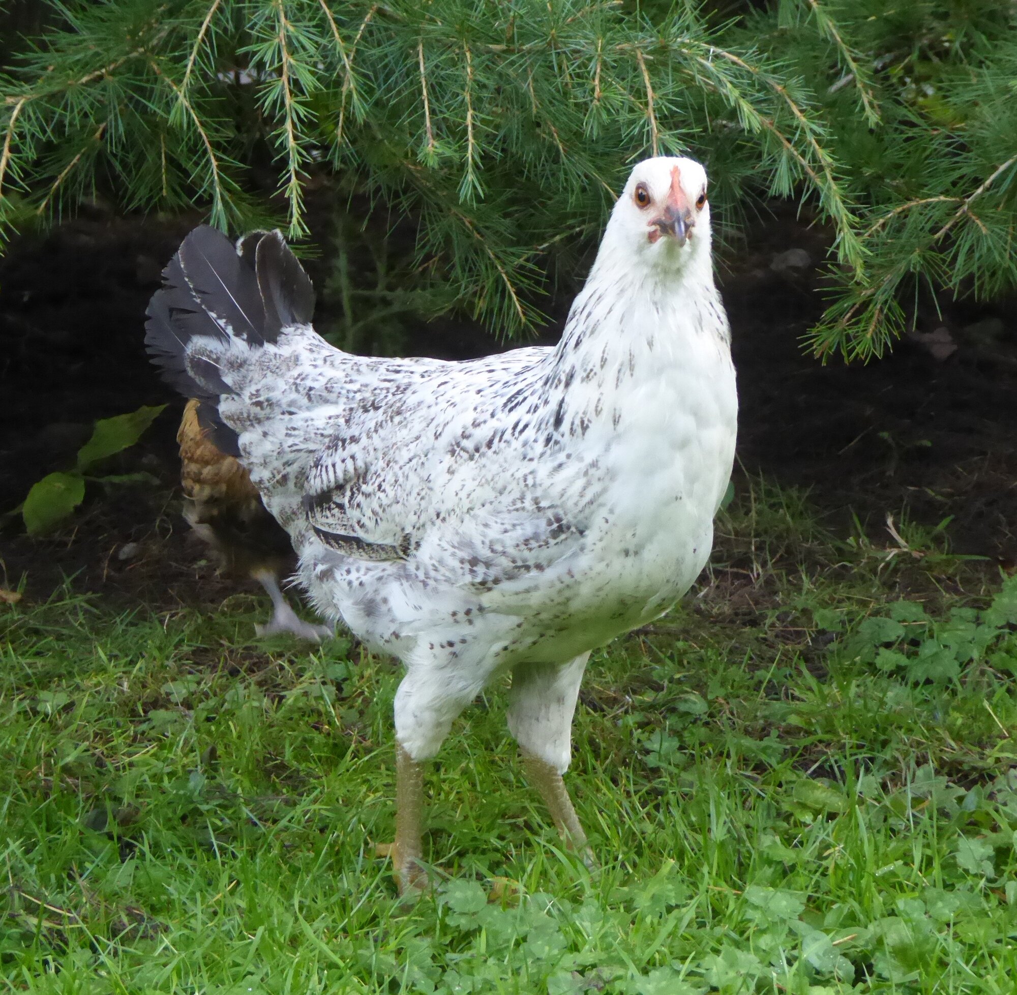 Some Poultry Are Red 12.jpg