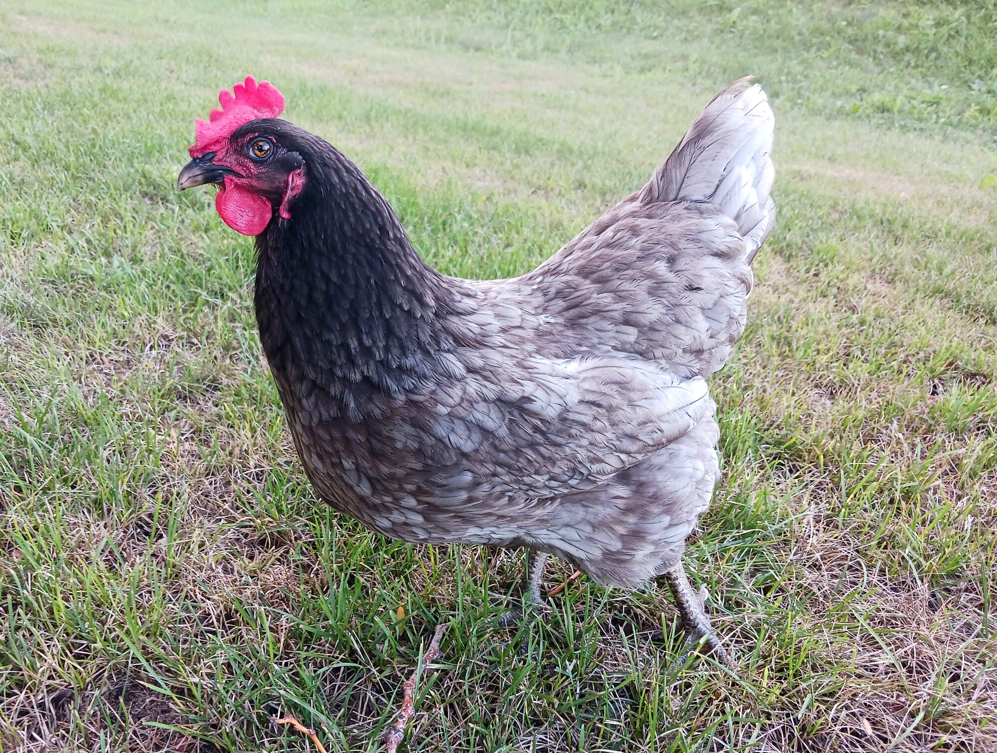 Some Poultry Are Red 14.jpg