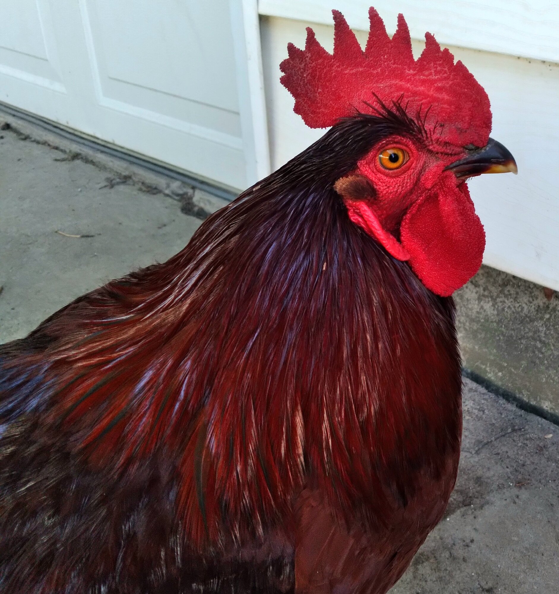 Some Poultry Are Red 16.jpg