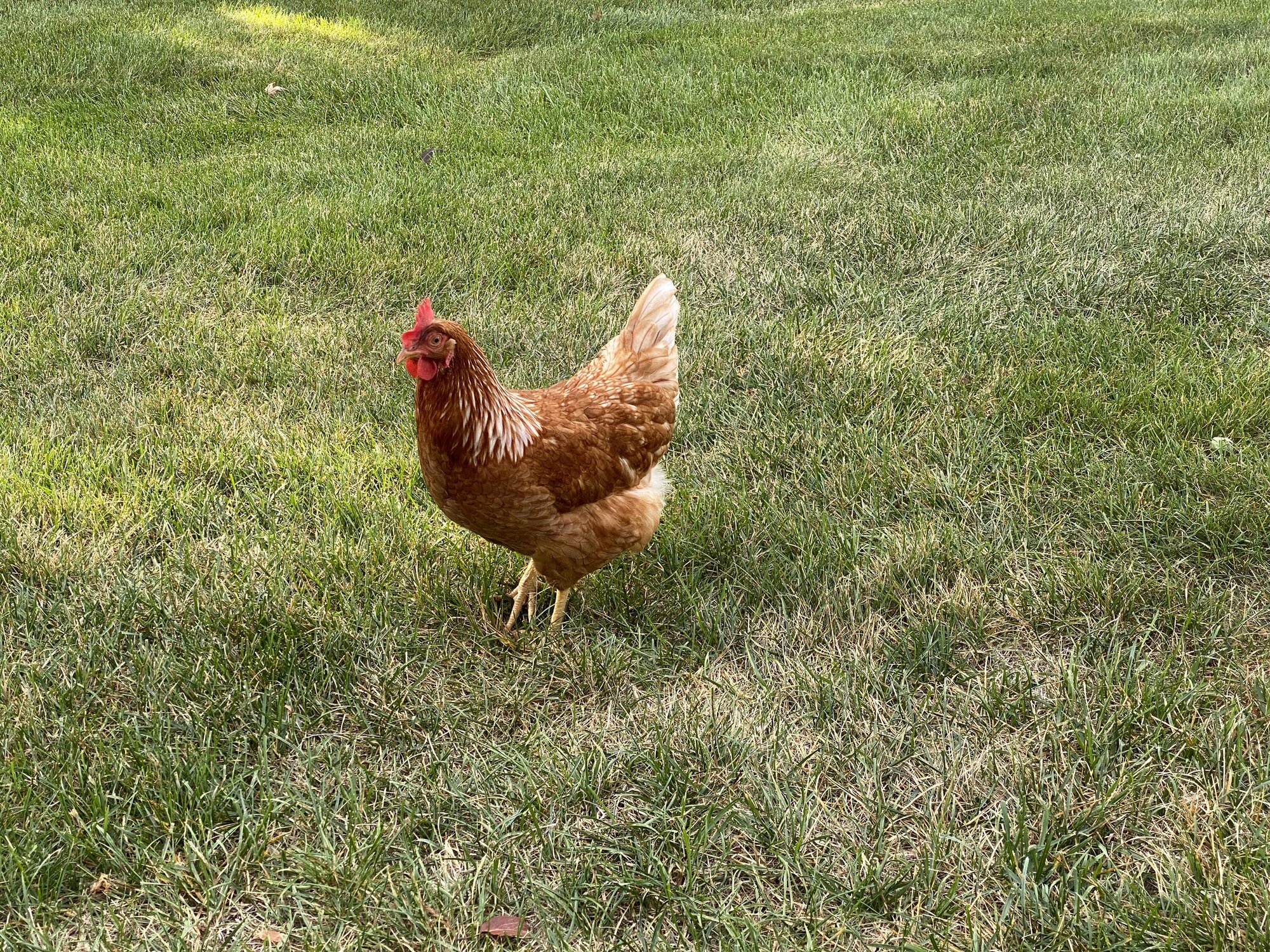 Some Poultry Are Red 18.jpg