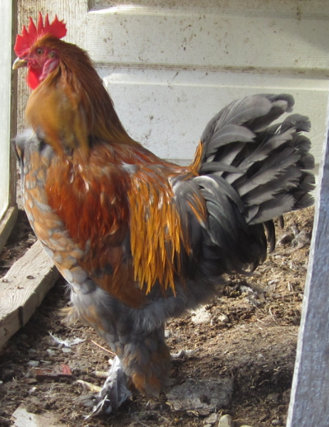Some Poultry Are Red 2.png