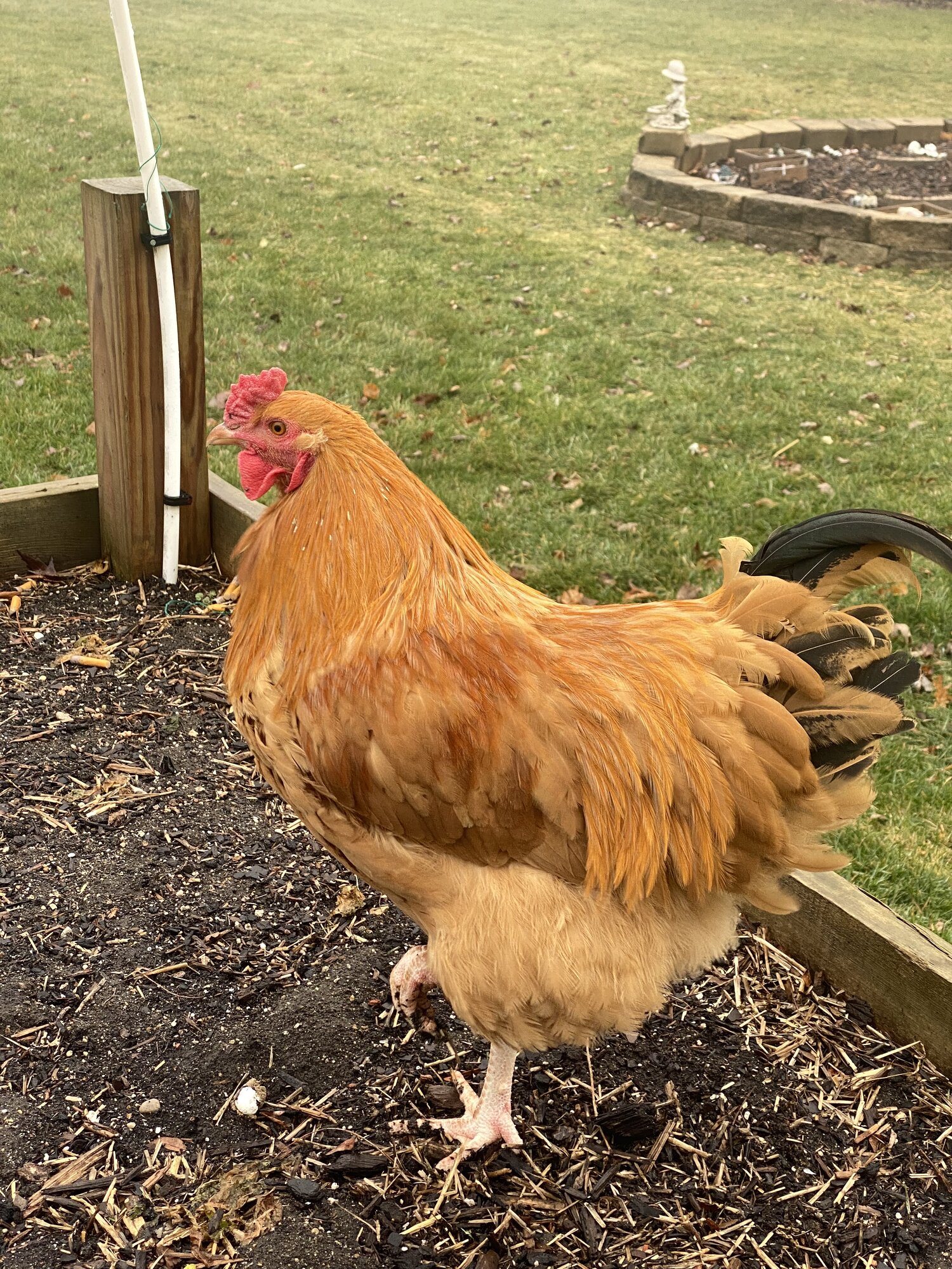 Some Poultry Are Red 20.jpg