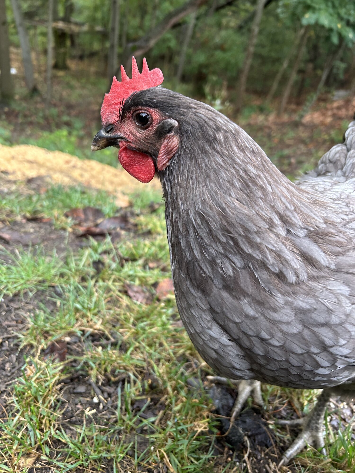 Some Poultry Are Red 22.jpg