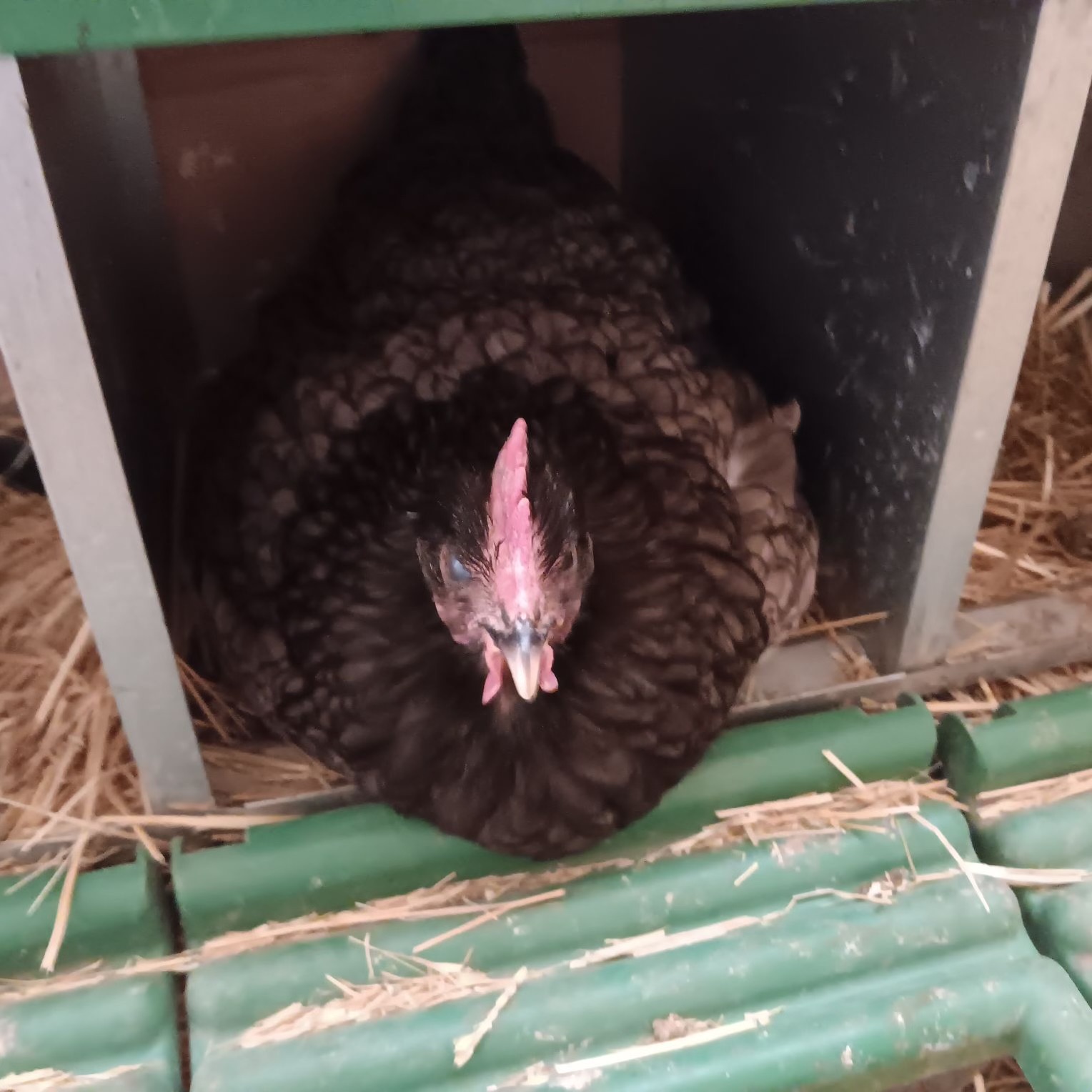 Some Poultry Are Red 23.jpg