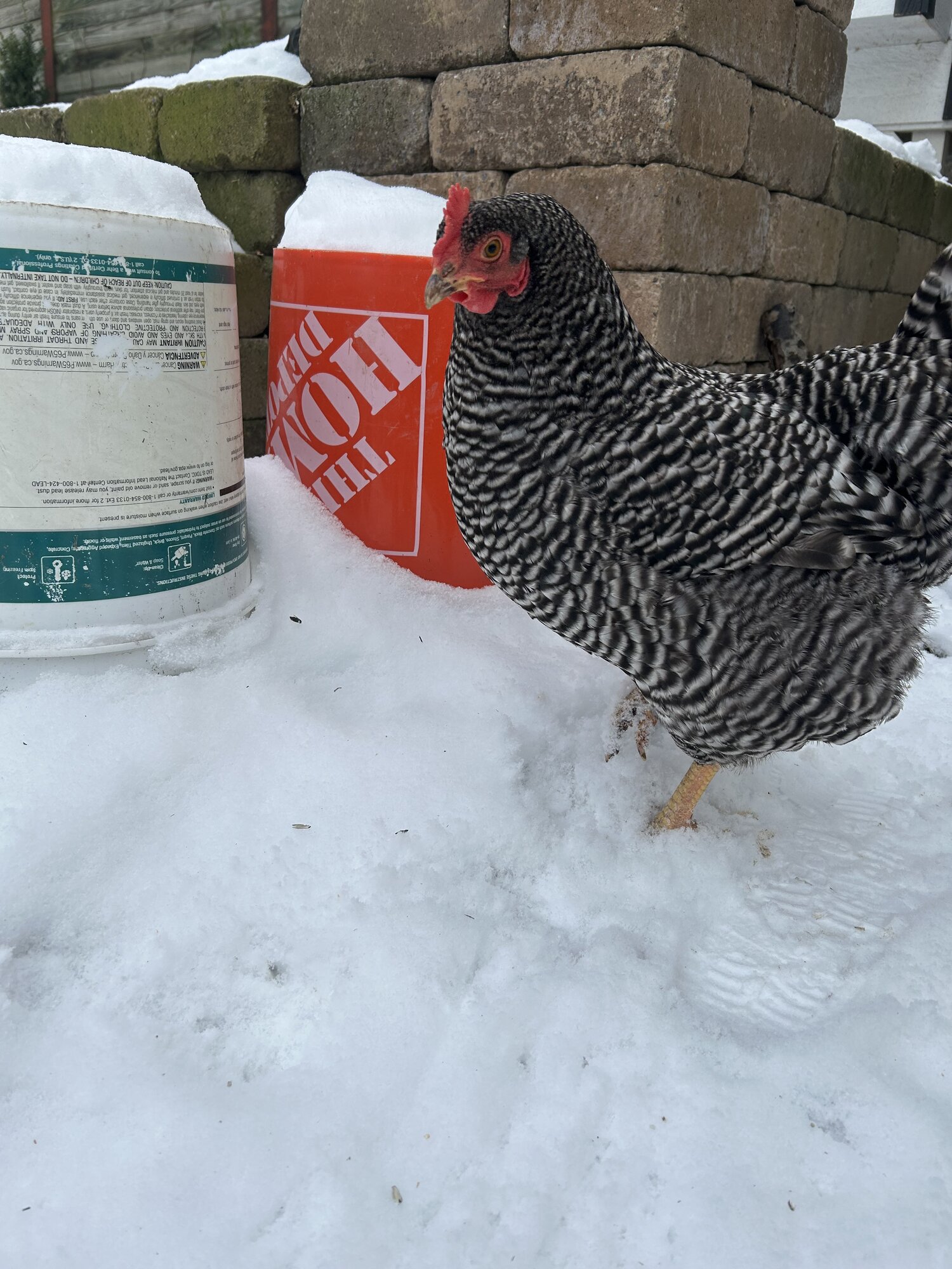 Some Poultry Are Red 24.jpg