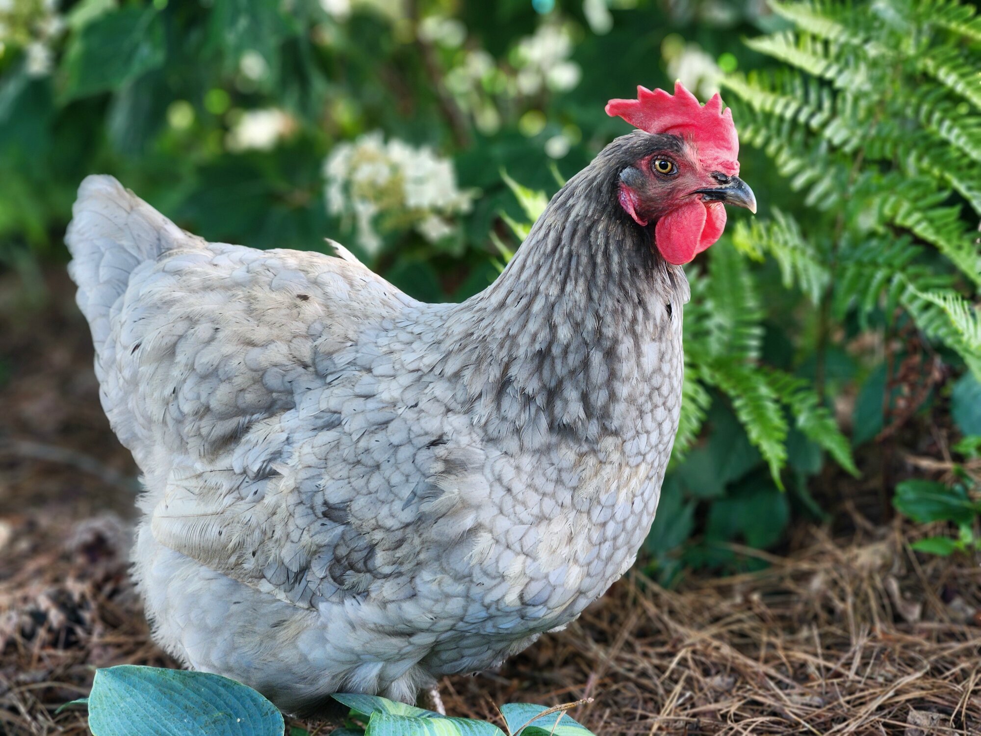 Some Poultry Are Red 26.jpg