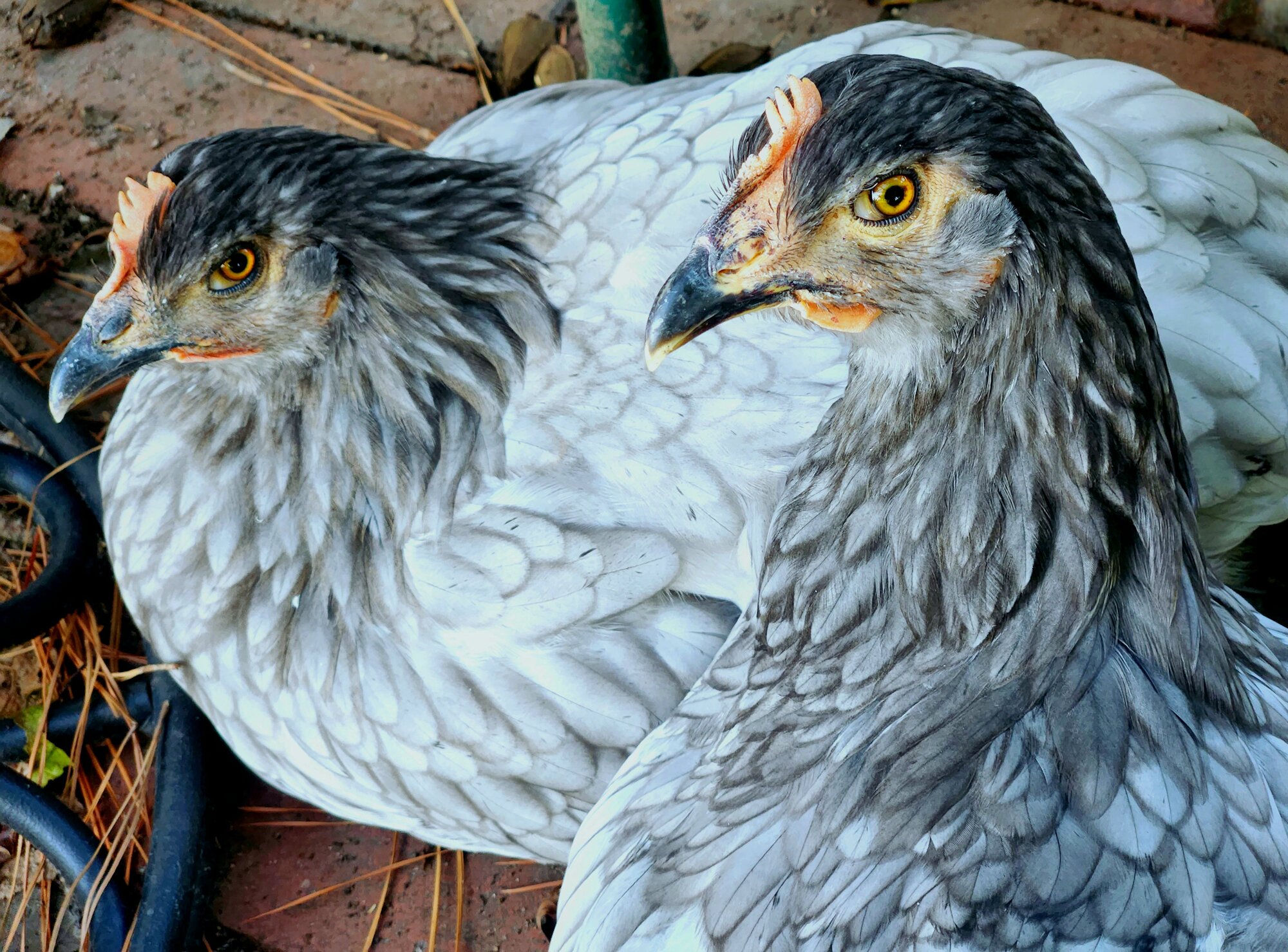 Some Poultry Are Red 27.jpg