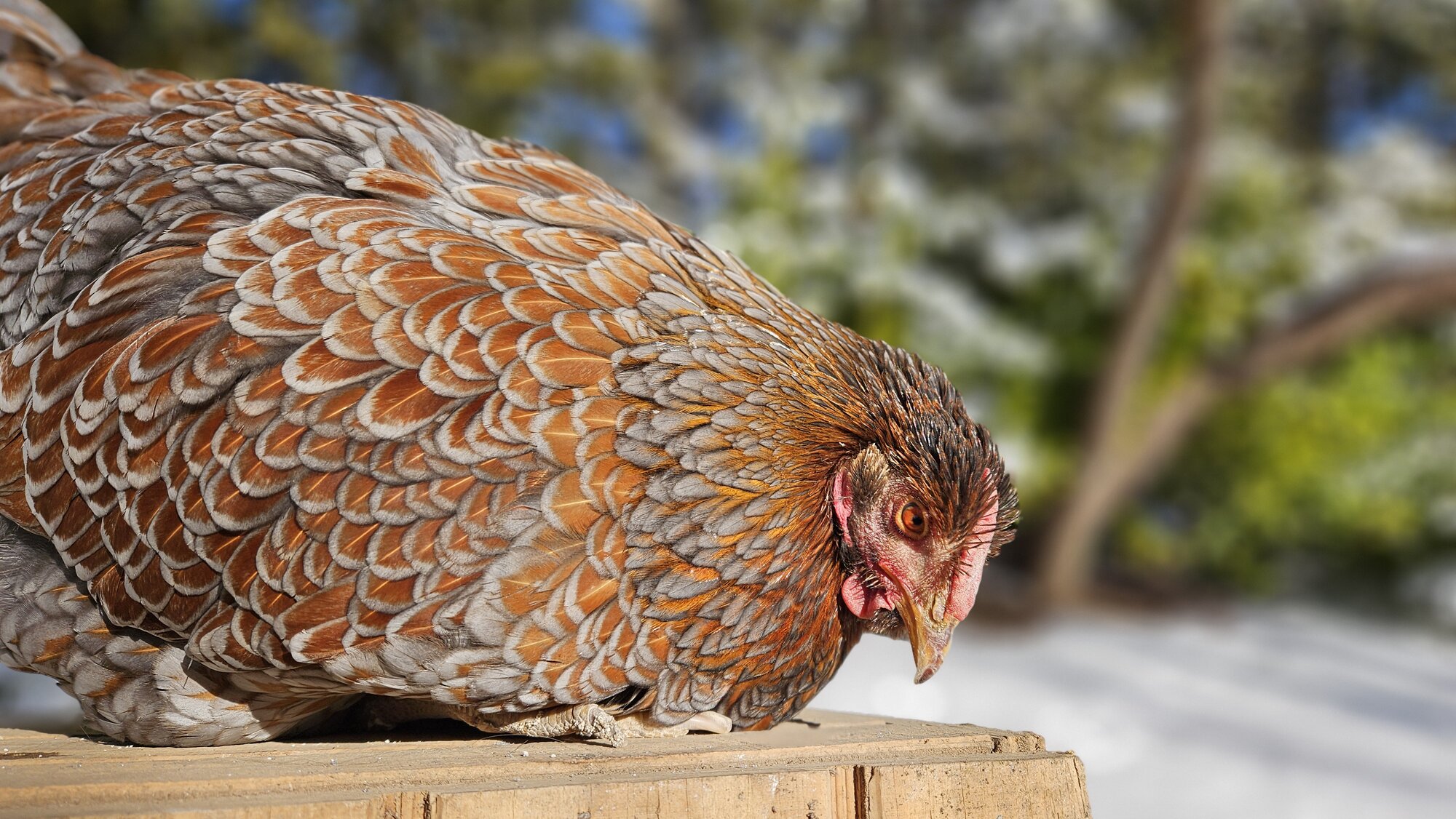 Some Poultry Are Red 29.jpg