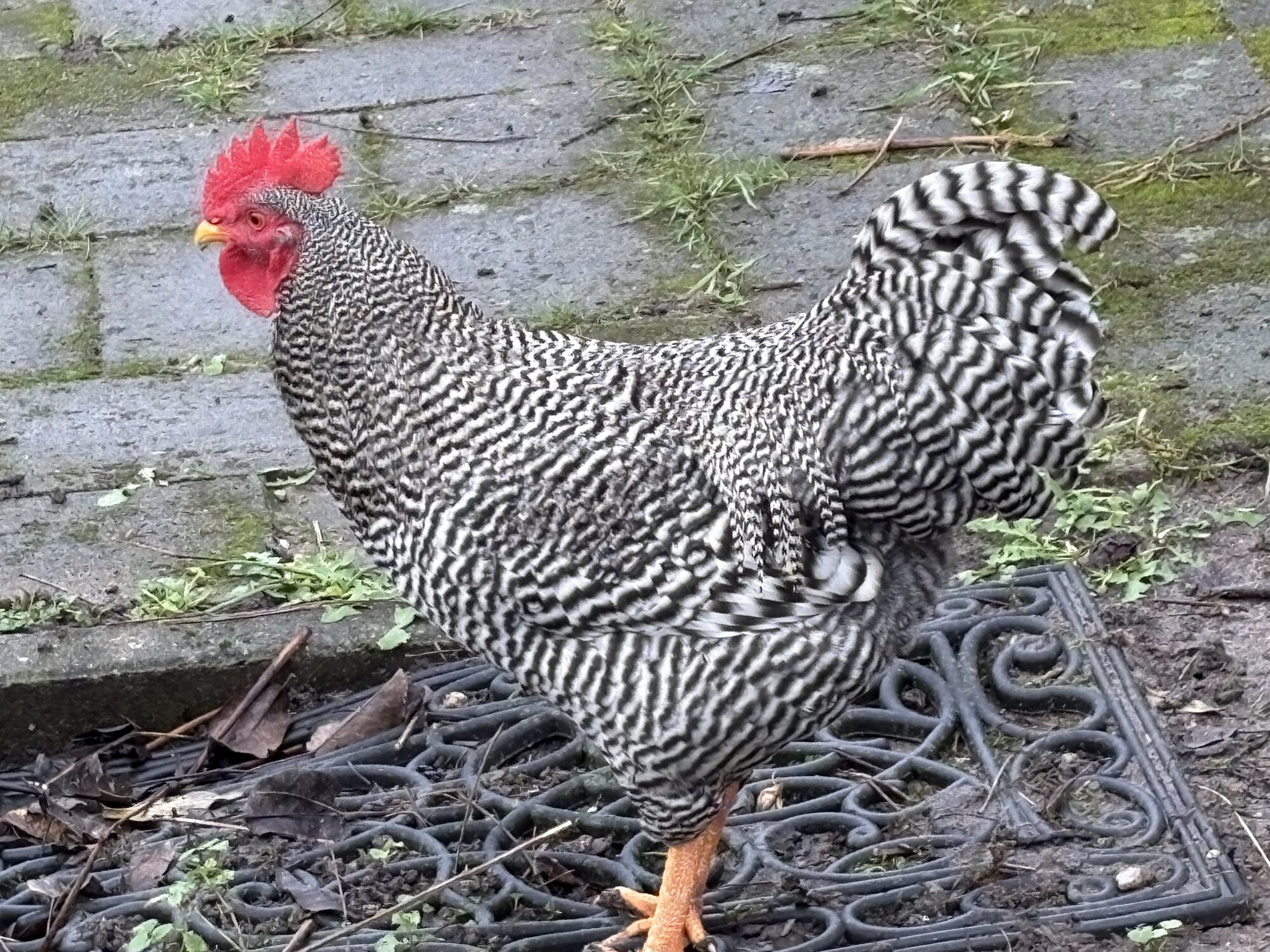 Some Poultry Are Red 3.jpg