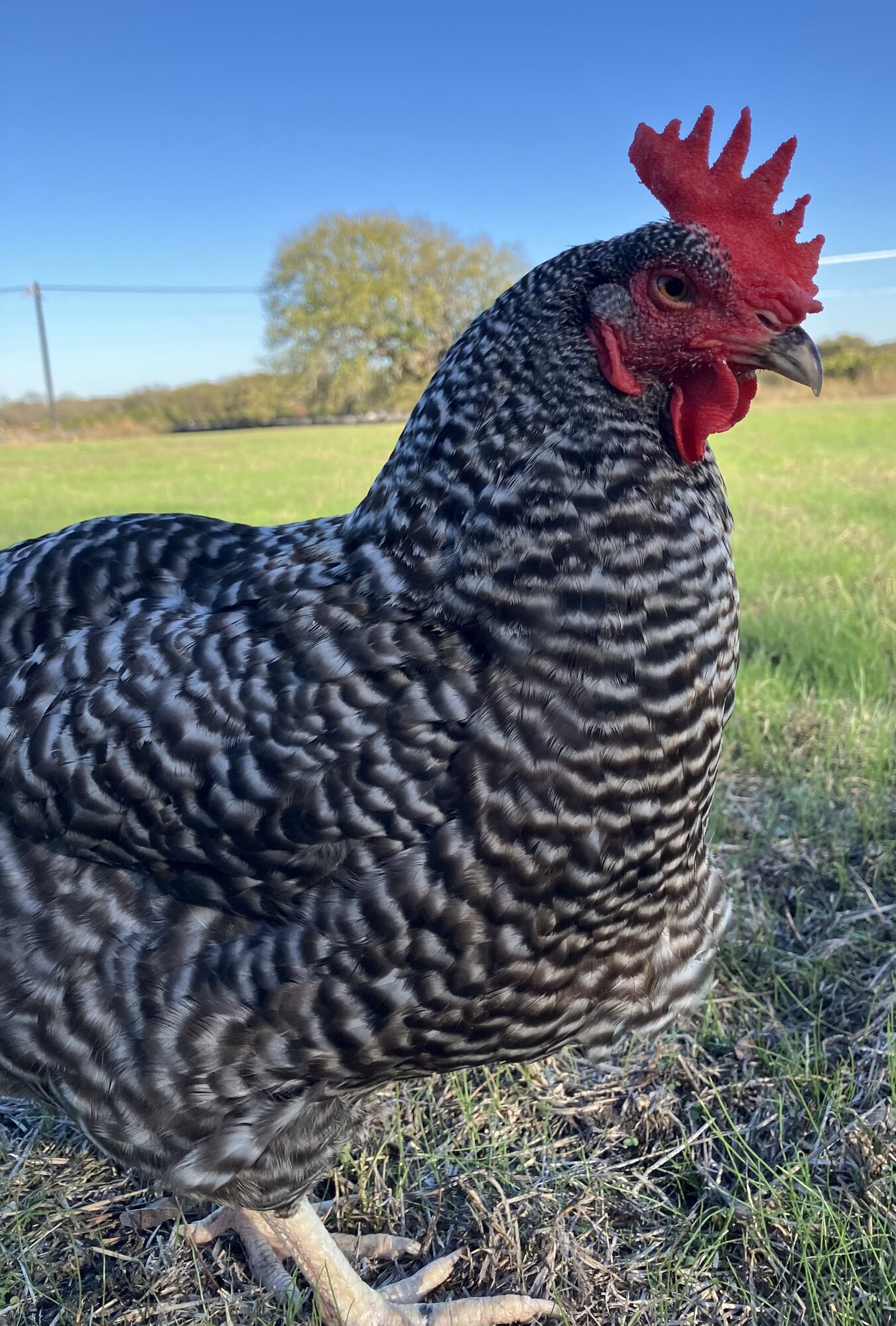 Some Poultry Are Red 30.jpg