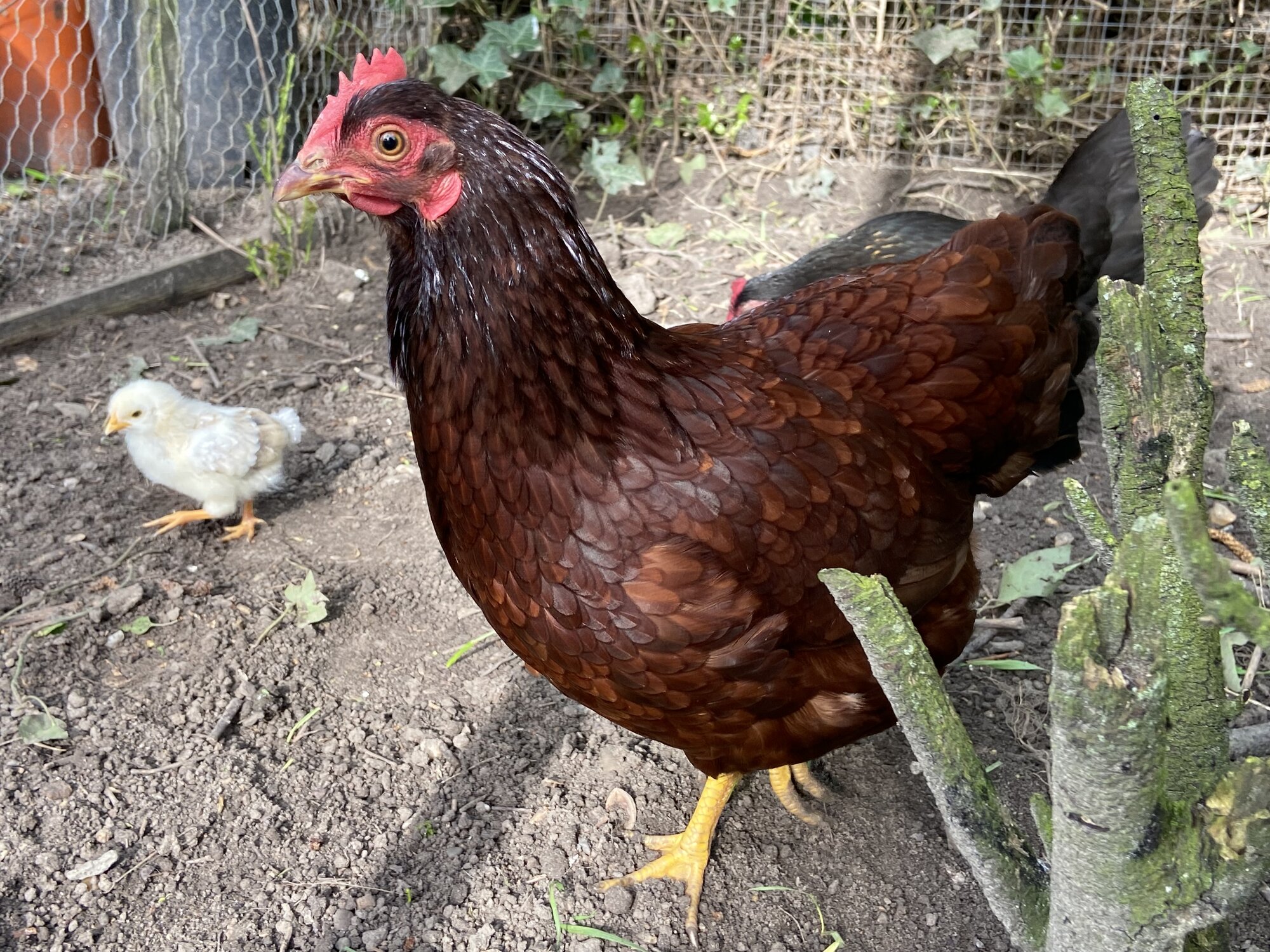 Some Poultry Are Red 32.jpg