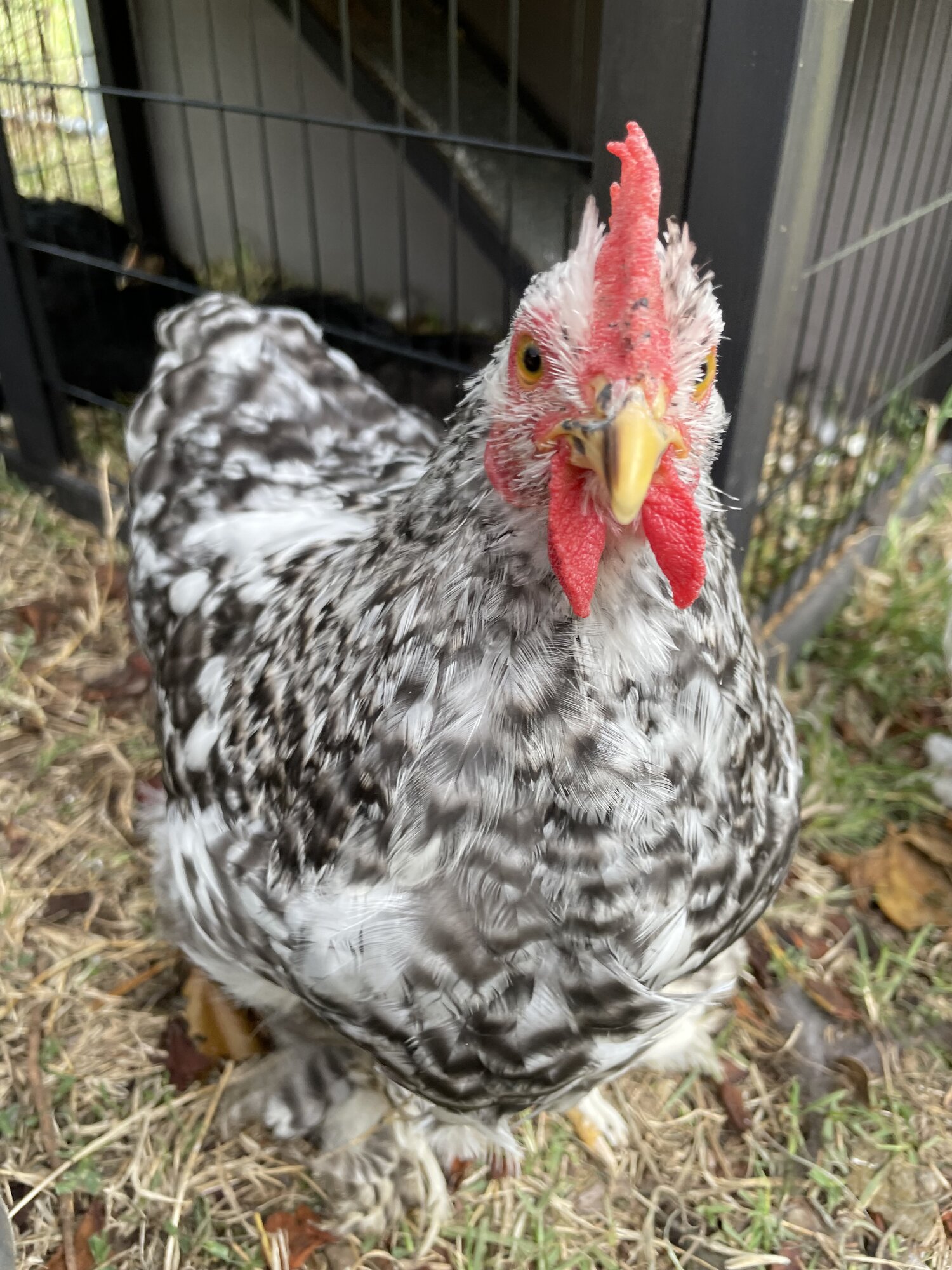 Some Poultry Are Red 34.jpg