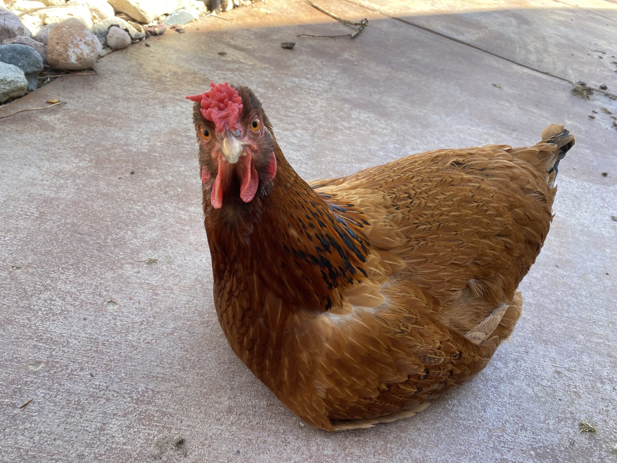 Some Poultry Are Red 37.jpg
