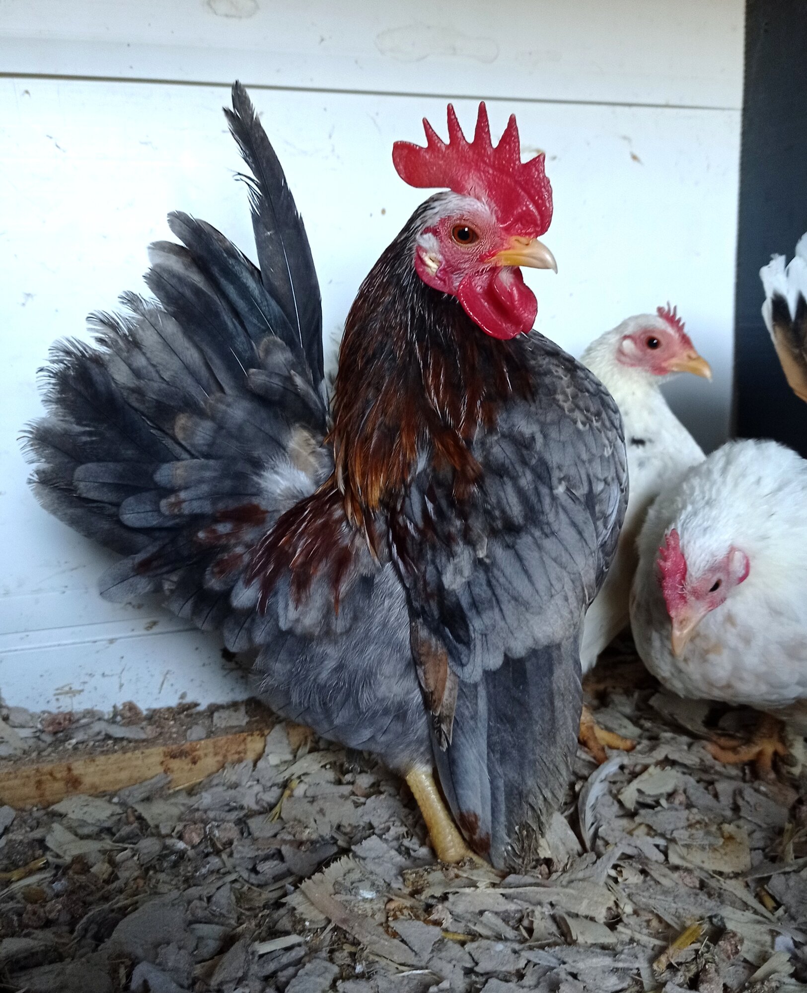 Some Poultry Are Red 38.jpg