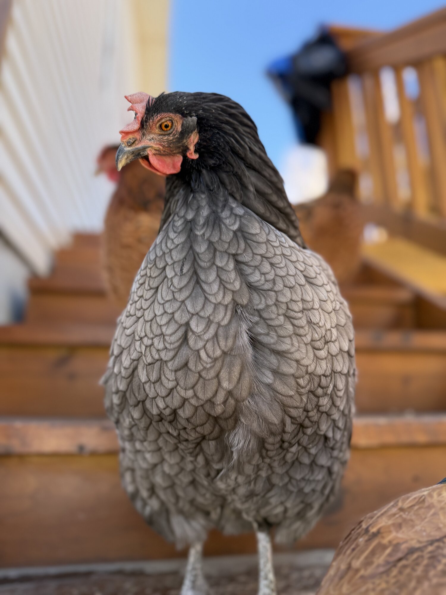 Some Poultry Are Red 39.jpg
