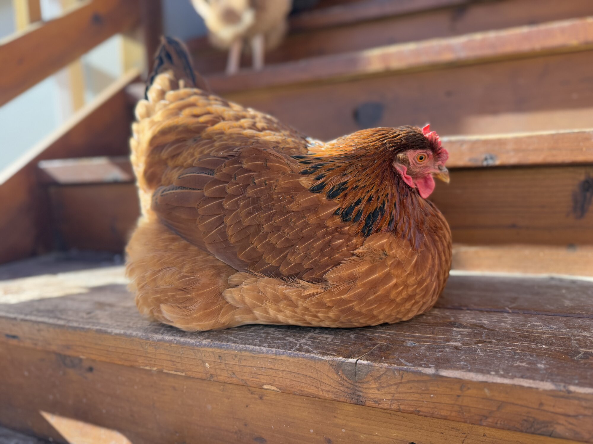 Some Poultry Are Red 40.jpg
