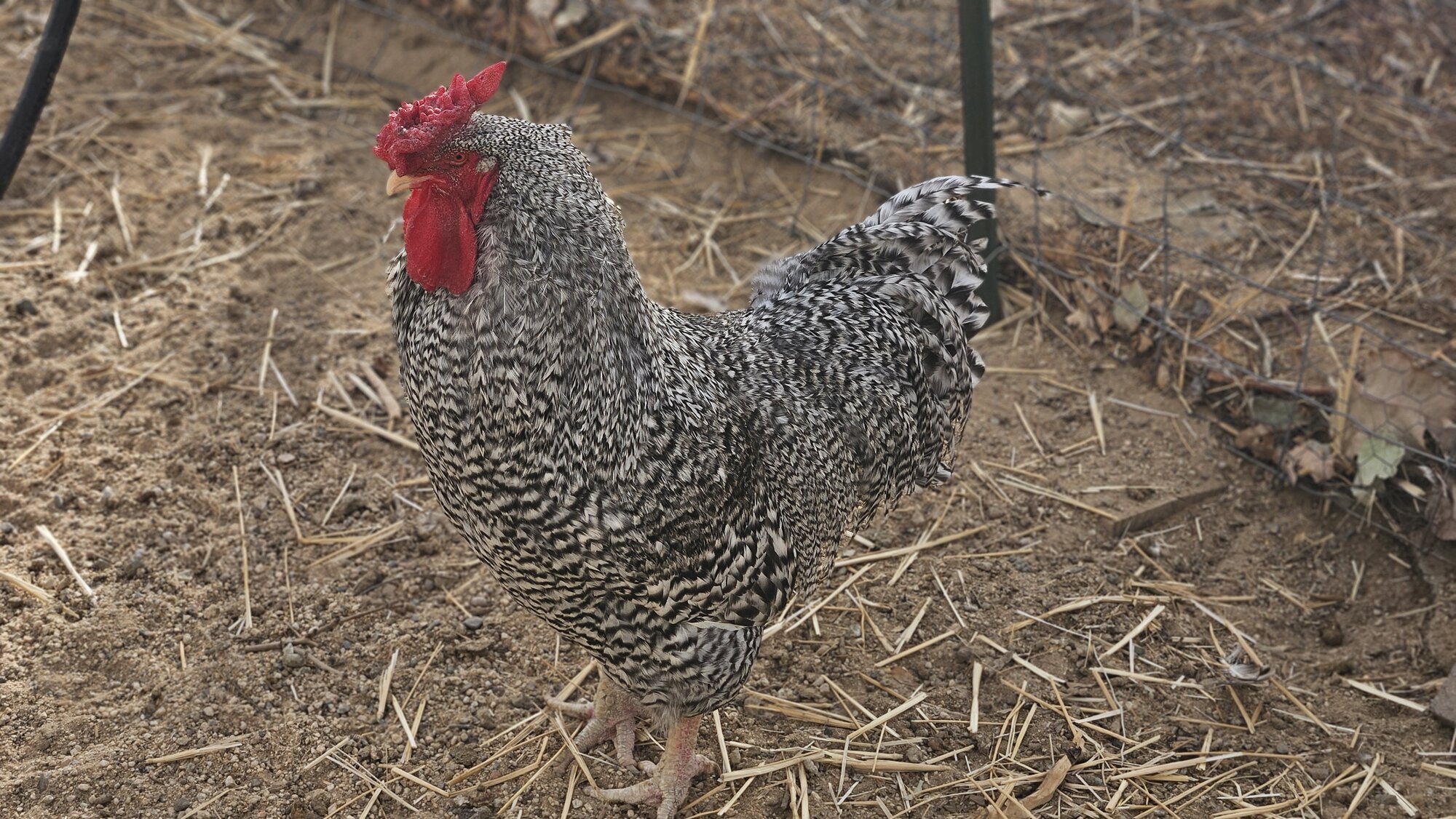 Some Poultry Are Red 41.jpg