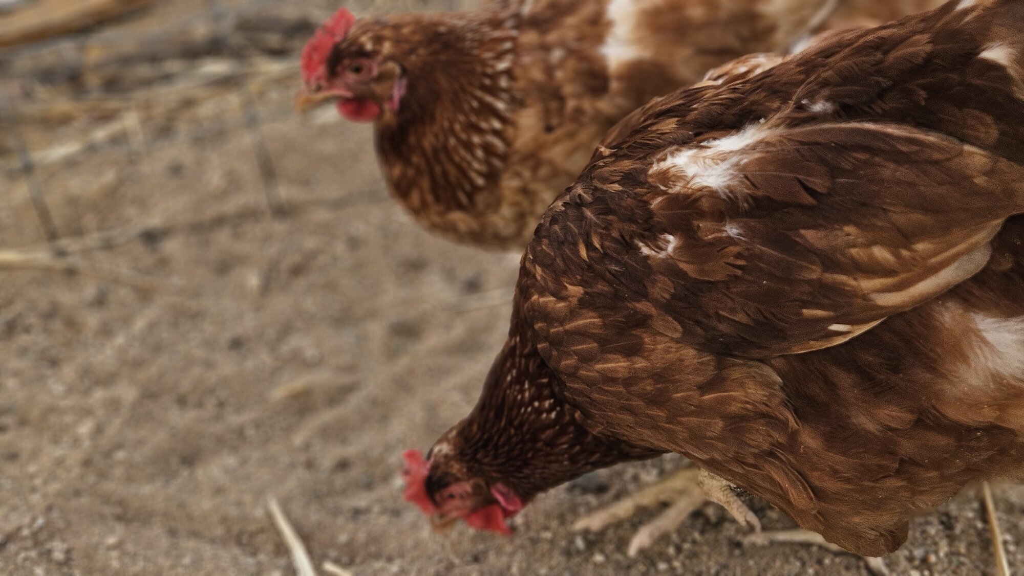 Some Poultry Are Red 42.jpg
