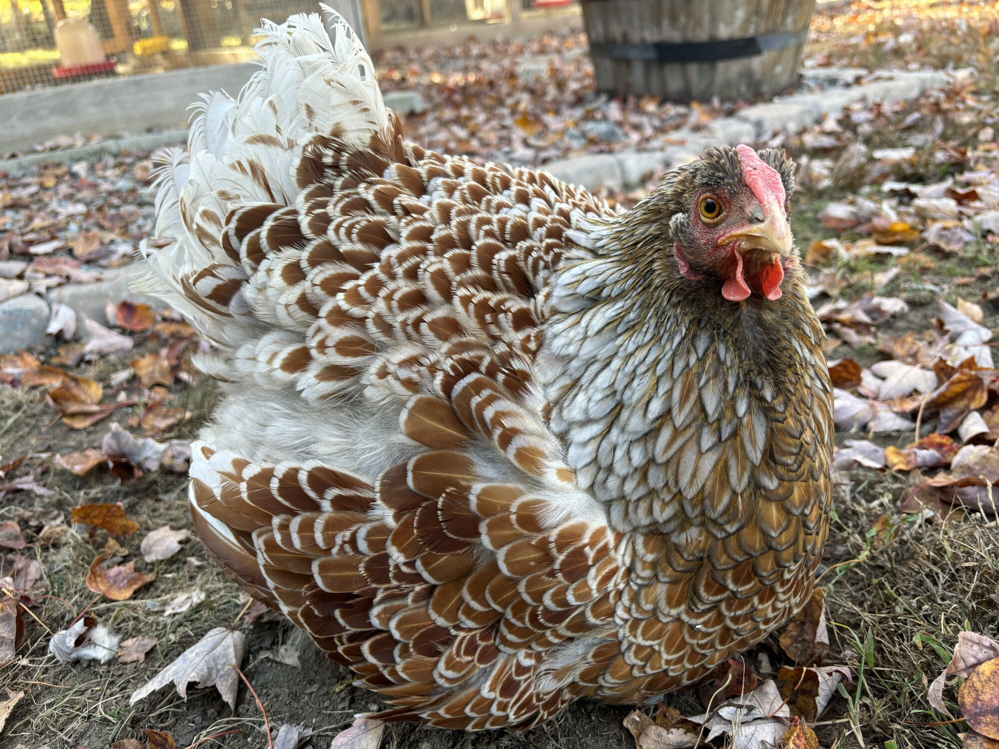 Some Poultry Are Red 43.png