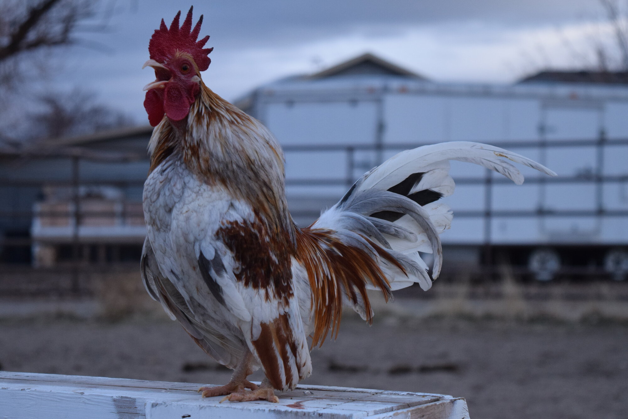 Some Poultry Are Red 46.jpg