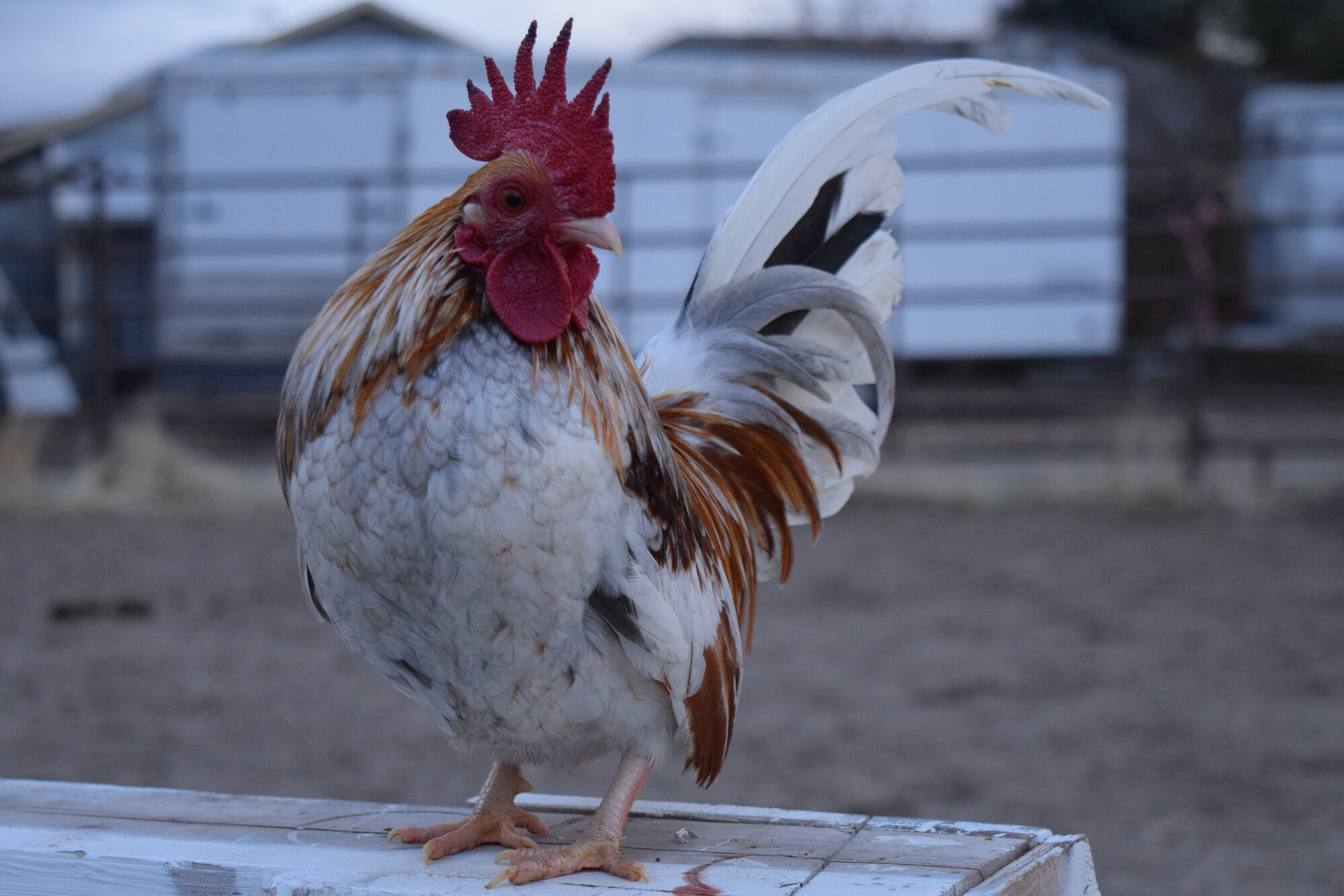 Some Poultry Are Red 48.jpg