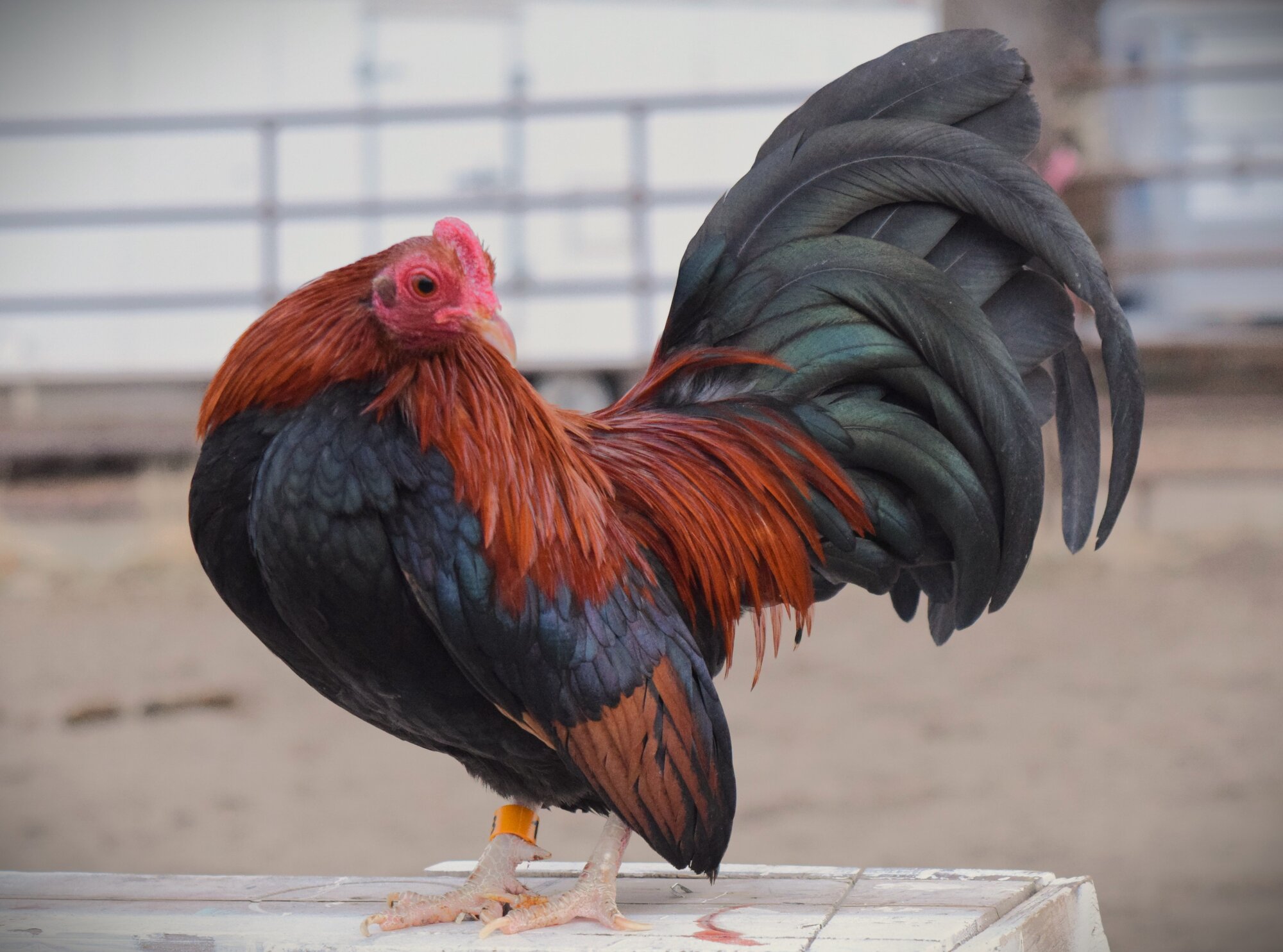 Some Poultry Are Red 49.jpg