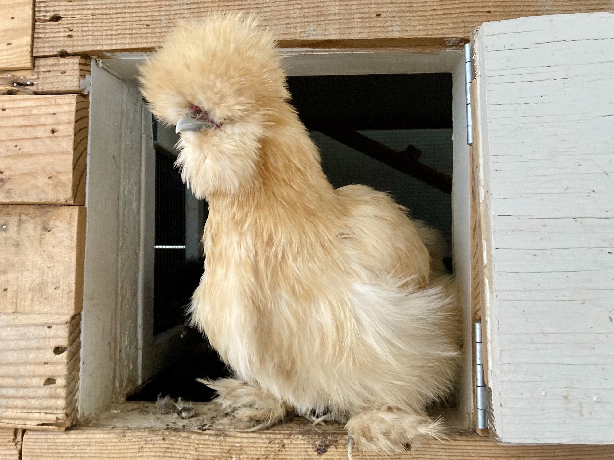 Some Poultry Are Red 5.jpg