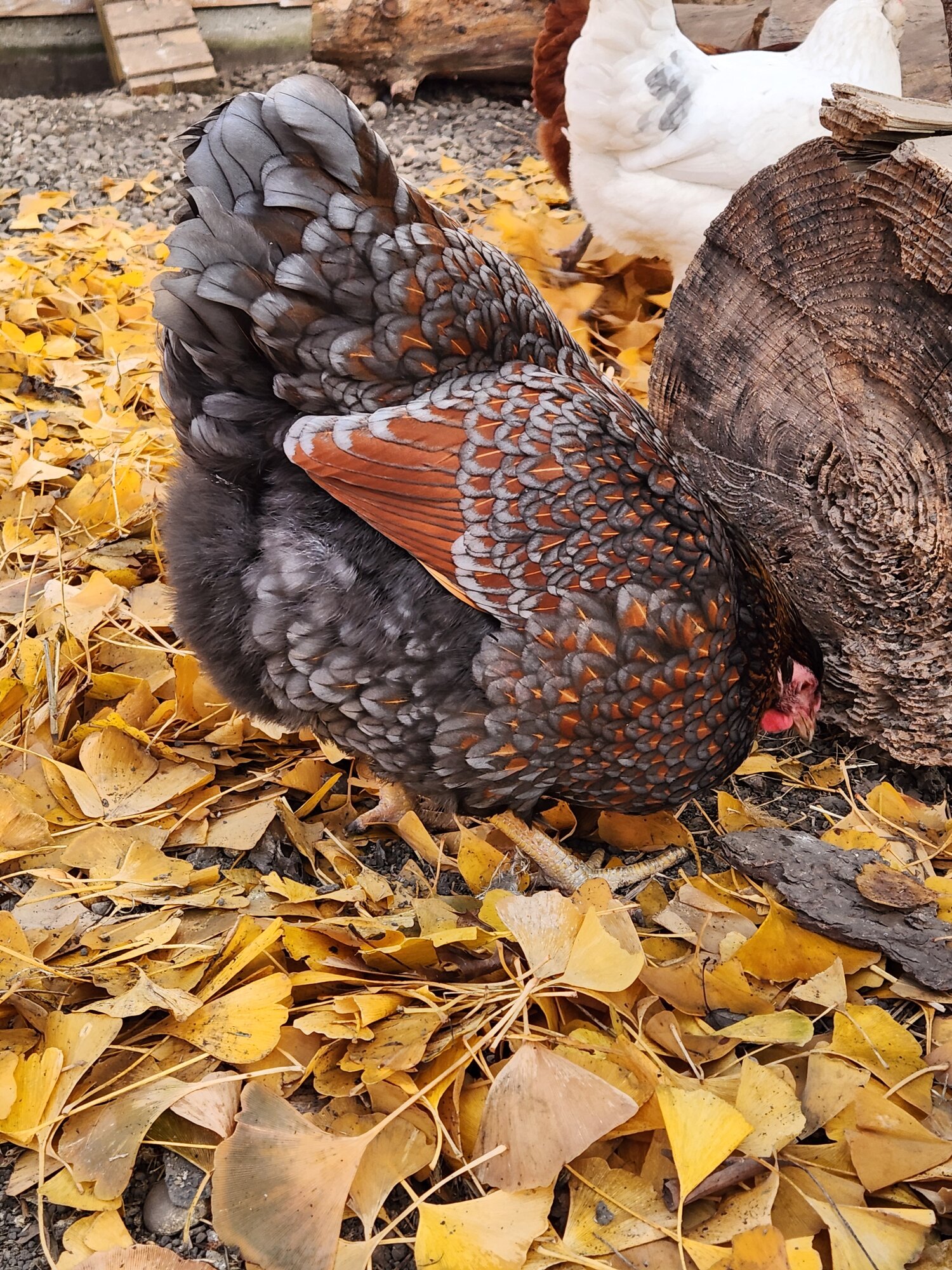 Some Poultry Are Red 54.jpg