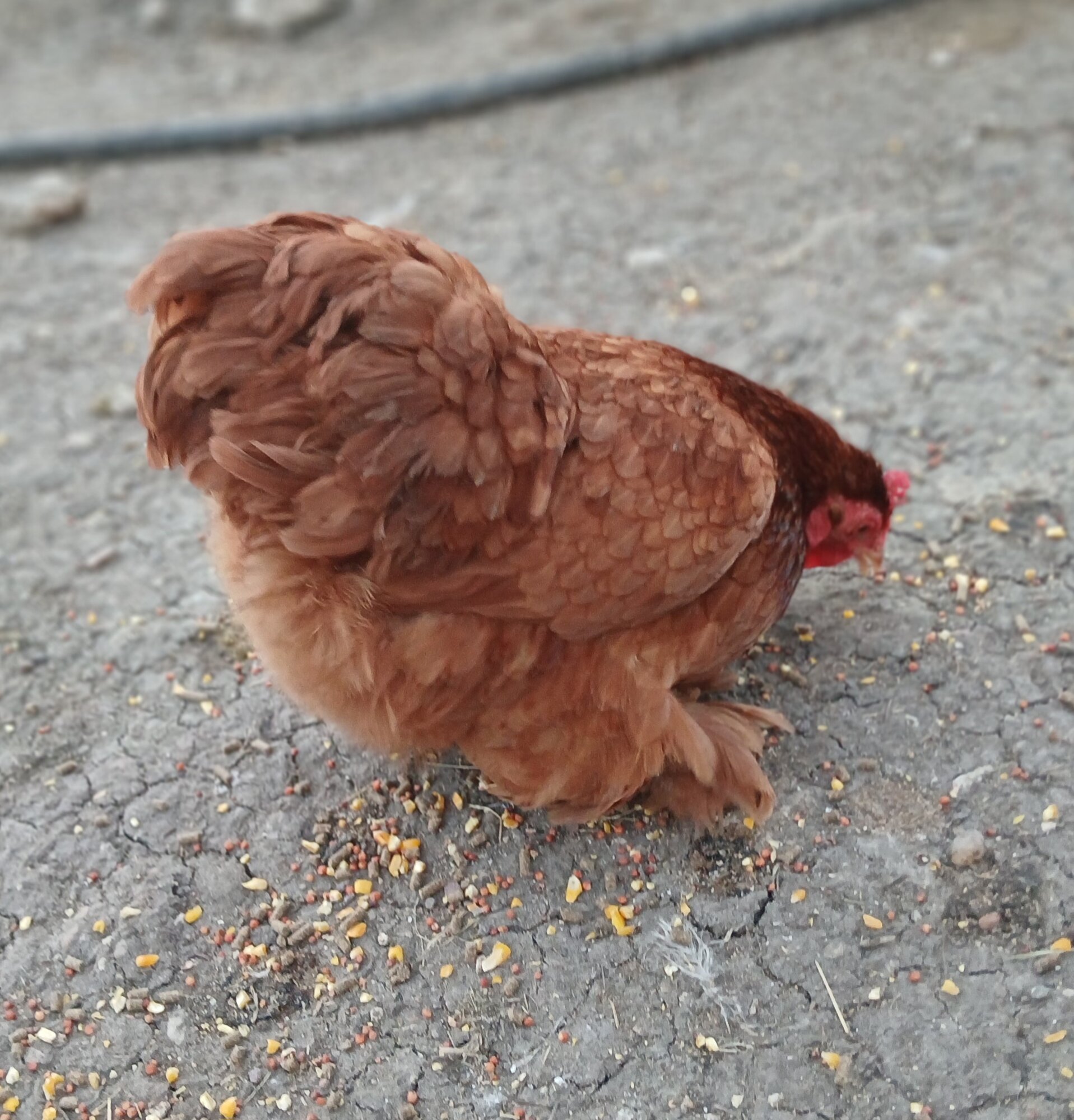 Some Poultry Are Red 57.jpg